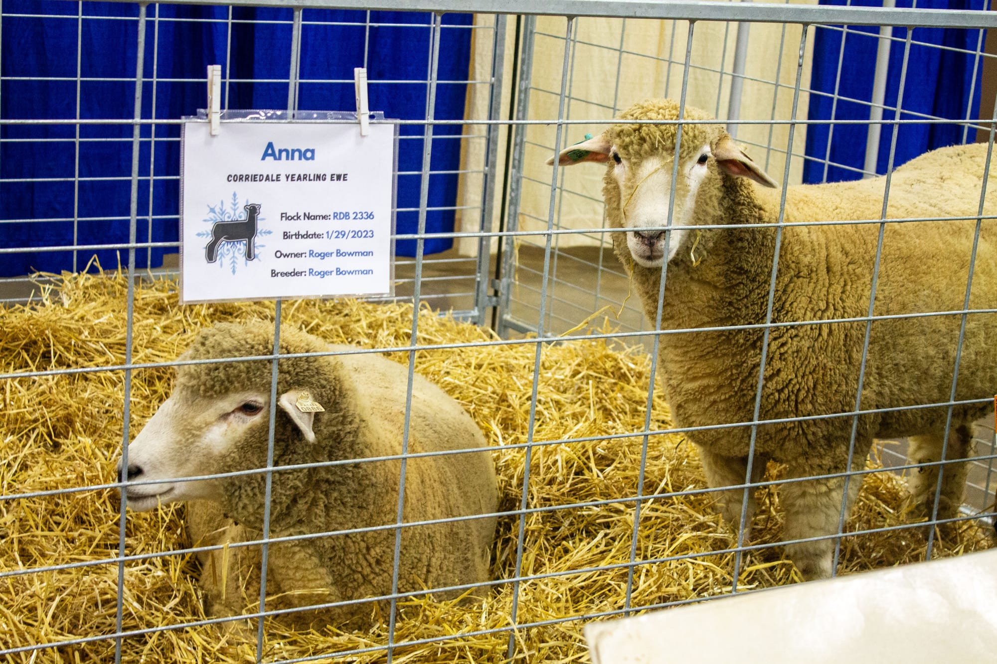 Sheep