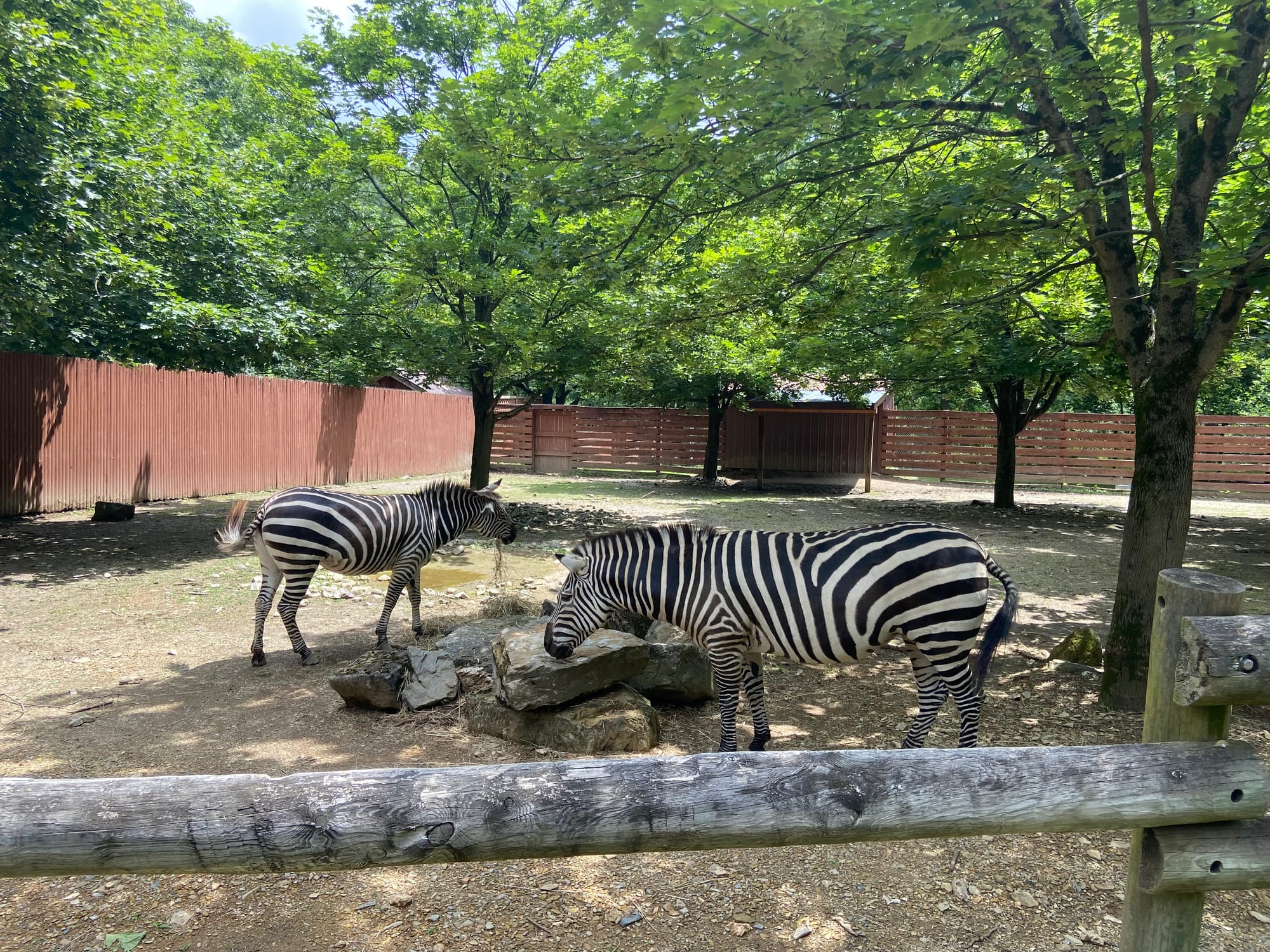 The Lehigh Valley Zoo on Tuesday held its annual "Independence Day Celebration." The event included patriotic enrichment for 