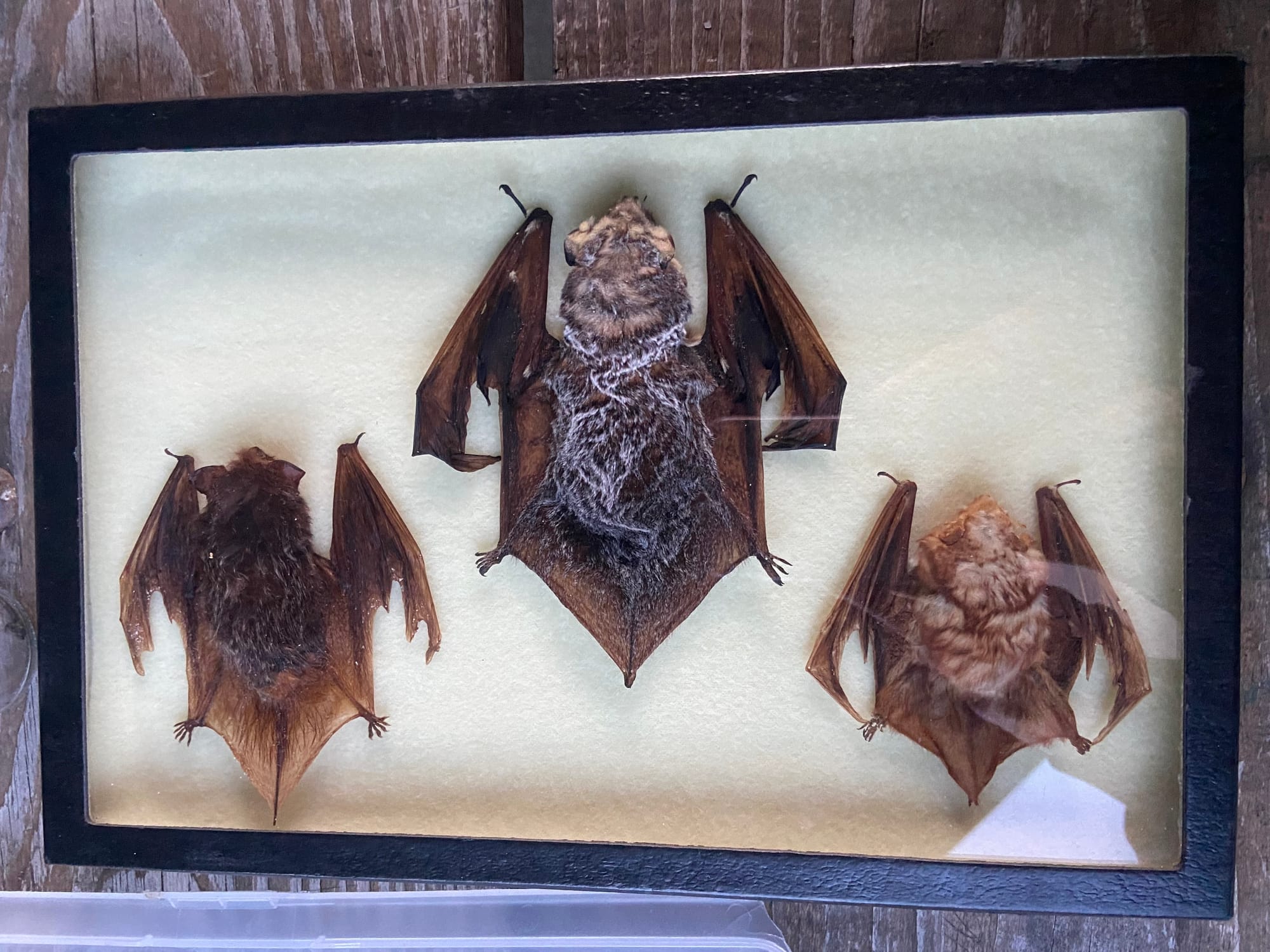 Sue Gallagher, chief naturalist for the Carbon County Environmental Education Center, hosted an education bat event Friday at