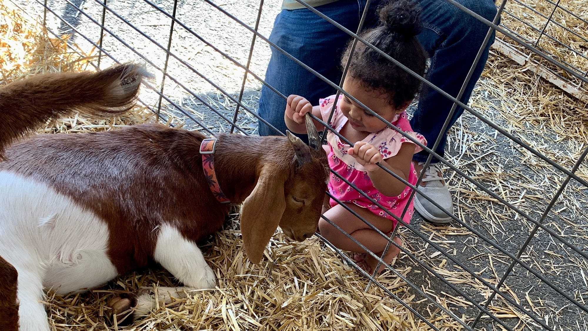 Goats at the 4-H section of the Great Allentown Fair.