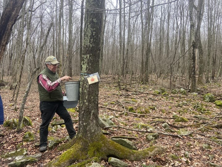 Educators guided visitors through the history of maple syrup production at the Monroe County Conservation District’s Singing 