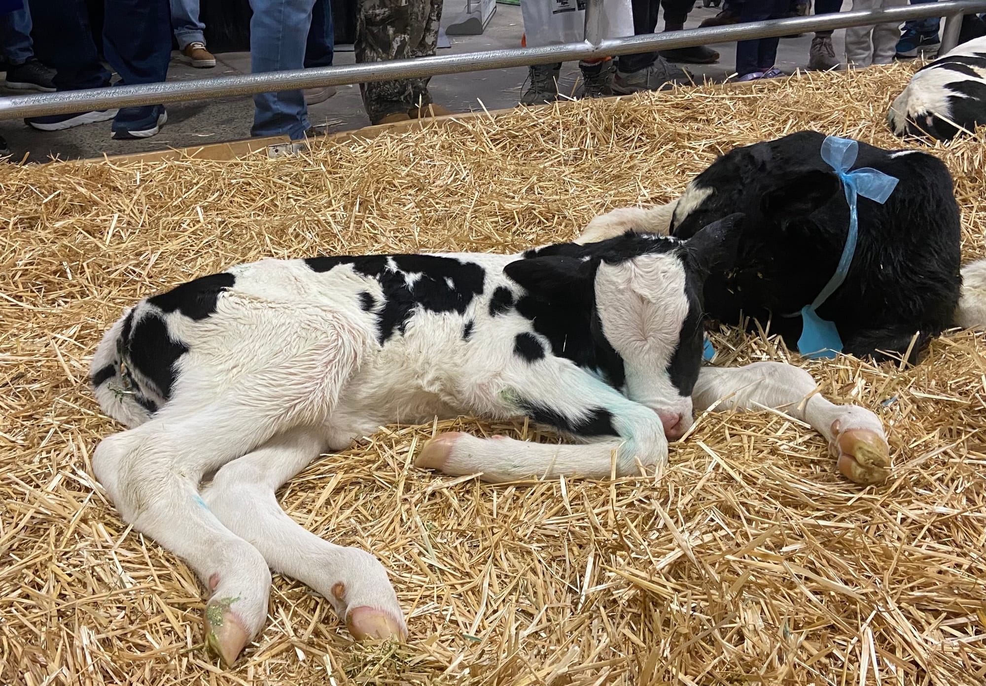 The 109th PA Farm Show opened Friday. Billed as the largest indoor agricultural event in the world, it includes 24 acres of a