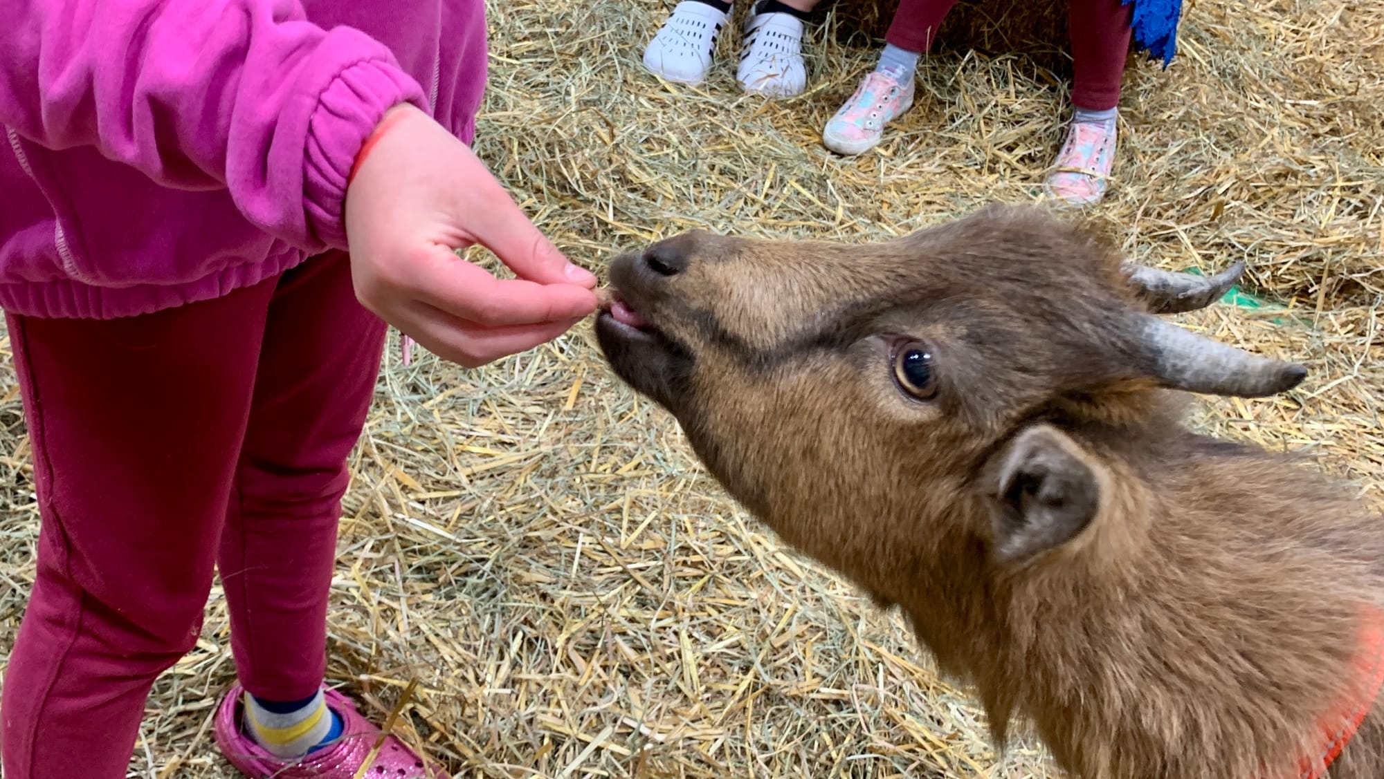 A baby goat eats food pellets at the Steinmetz Family Farm's Baby Goat Snuggling.