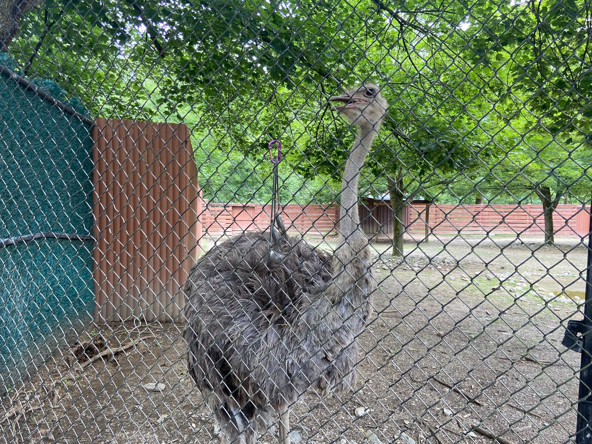The Lehigh Valley Zoo on Tuesday held its annual "Independence Day Celebration." The event included patriotic enrichment for 
