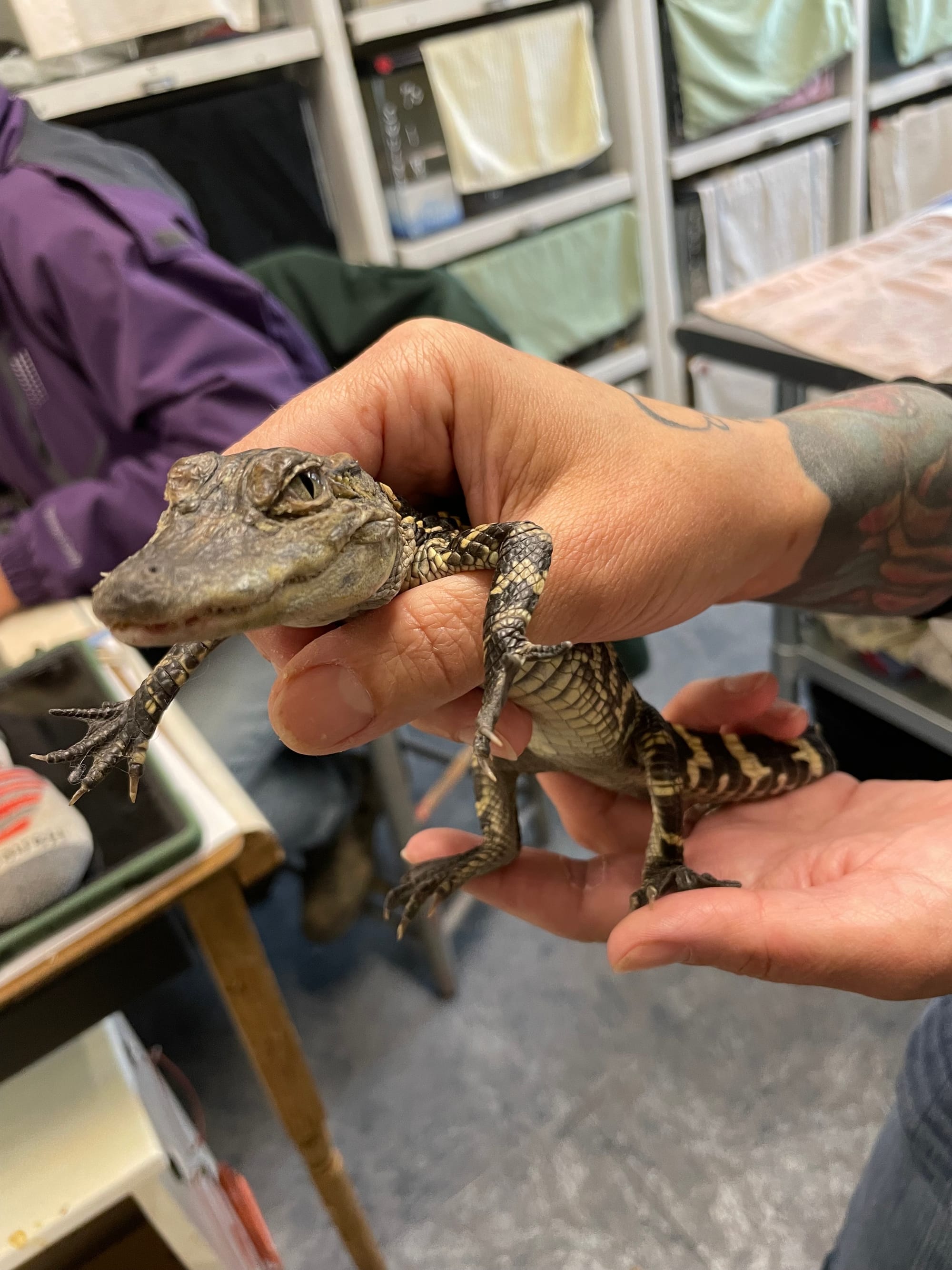 The creature is an American alligator and was being cared for Saturday, April 29, 2023, at the Pocono Wildlife Rehabilitation