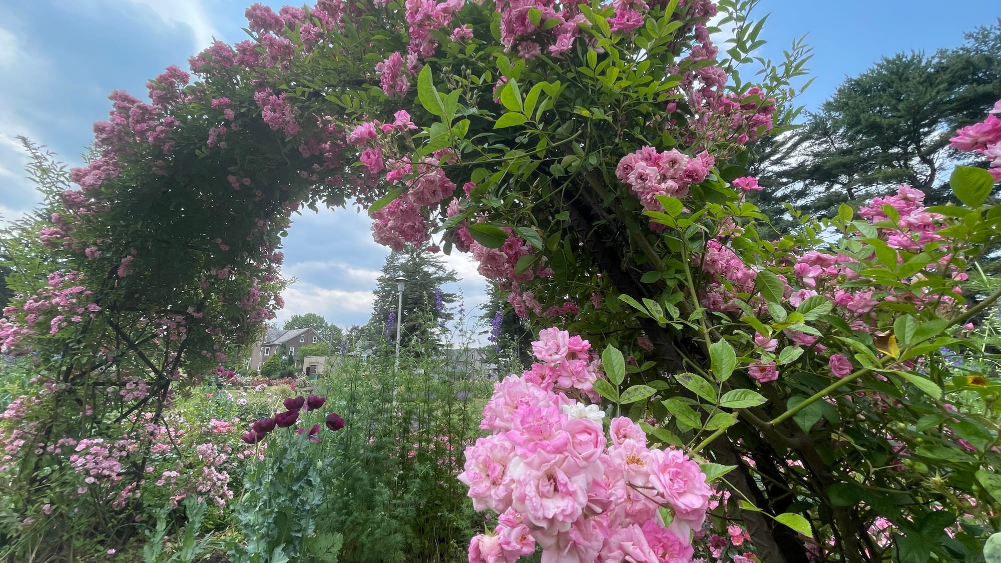 Peggy Martin roses cover an arbor trellis. This plant is most notable for its survival of Hurricane Katrina.