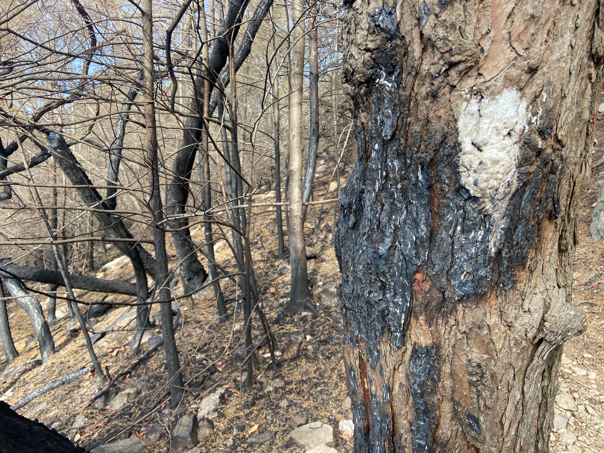 A charred tree in the aftermath of the Blue Mountain Fire. Photo taken Wednesday, Nov. 27, 2024.