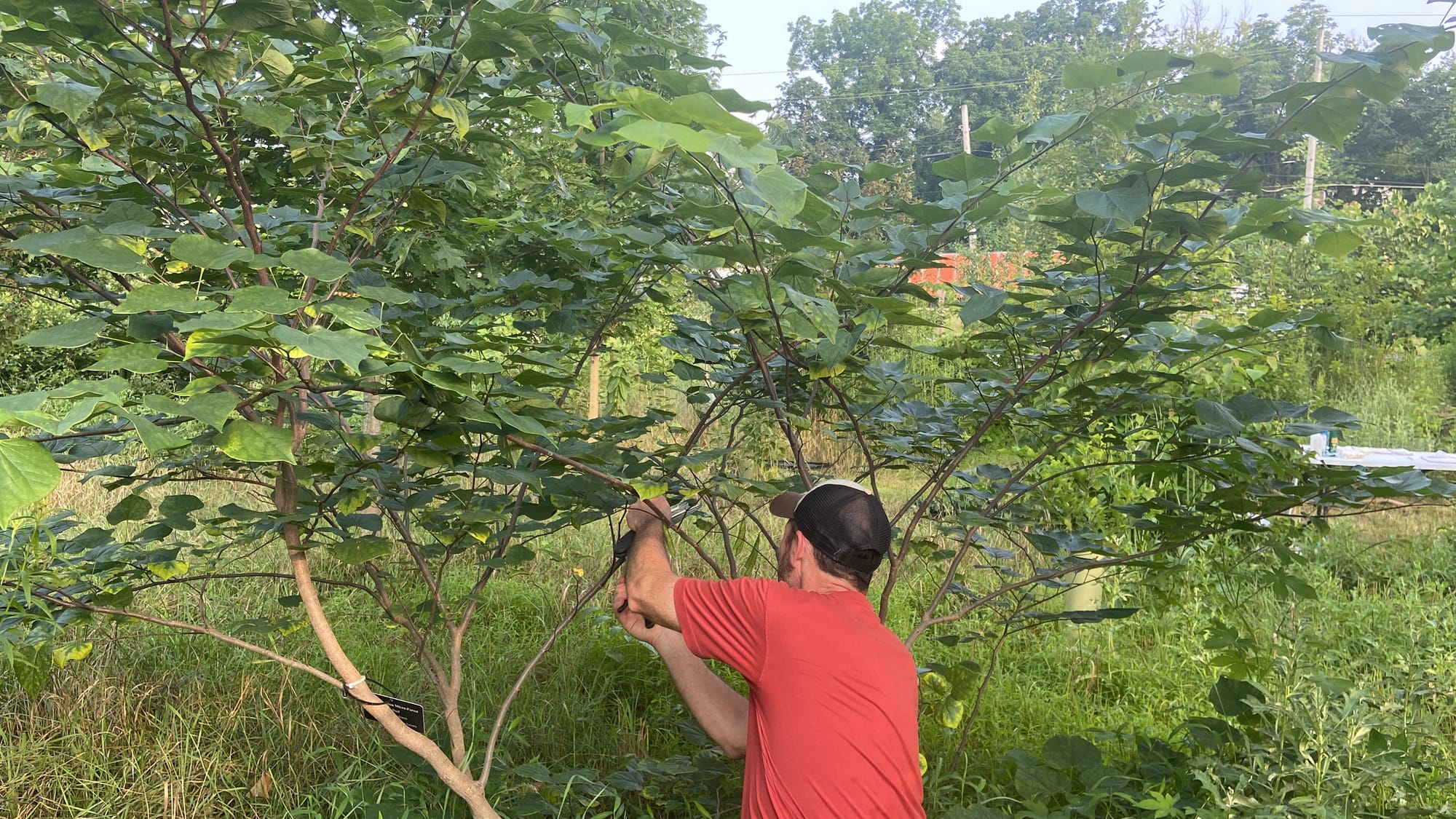 Rob Christopher, Easton's conservation manager, held a class Wednesday evening at the city's microforest about the basics of 