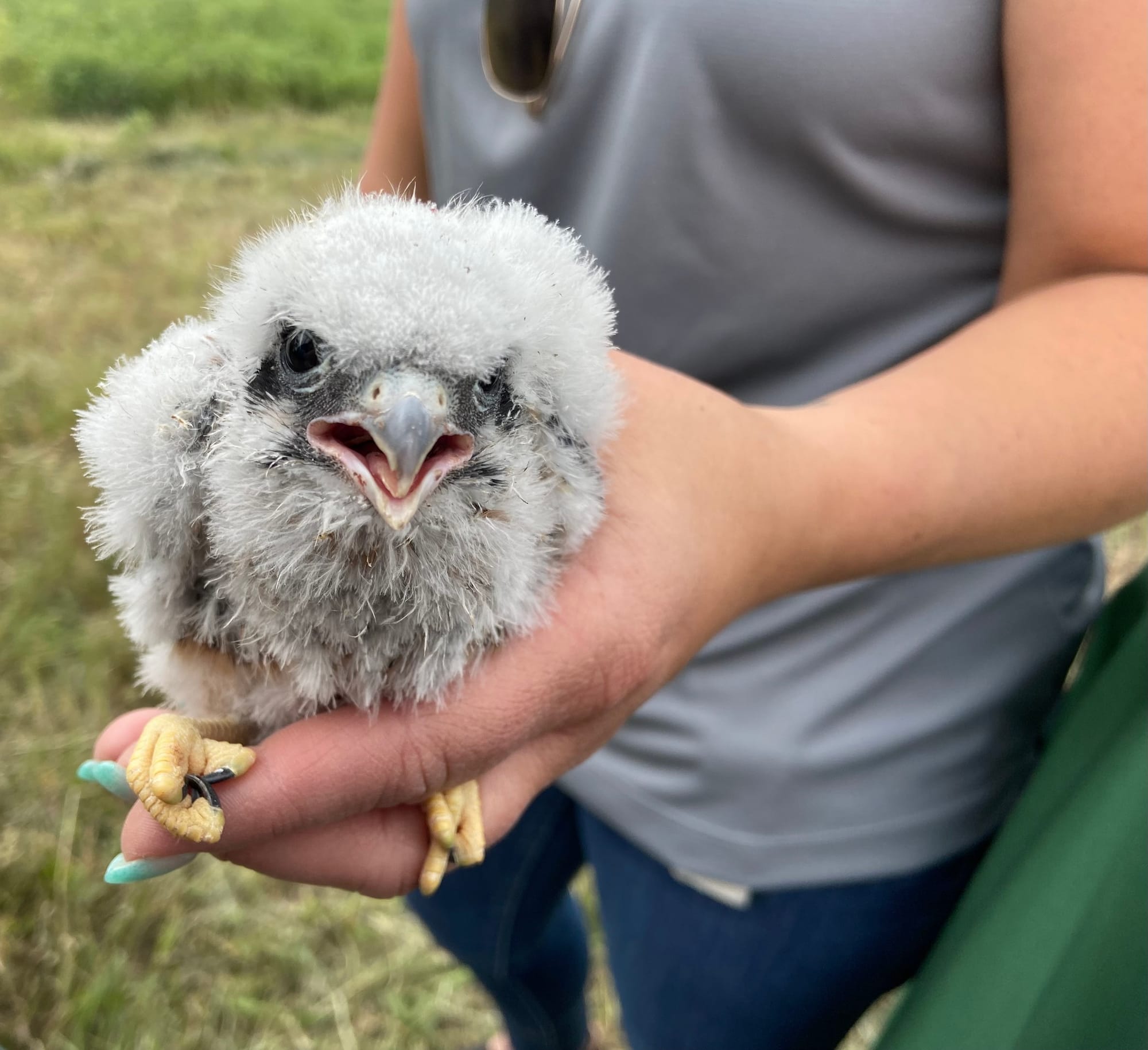 Five American kestrels, four male and one female, were banded Thursday afternoon at Grand Central Landfill in Pen Argyl.