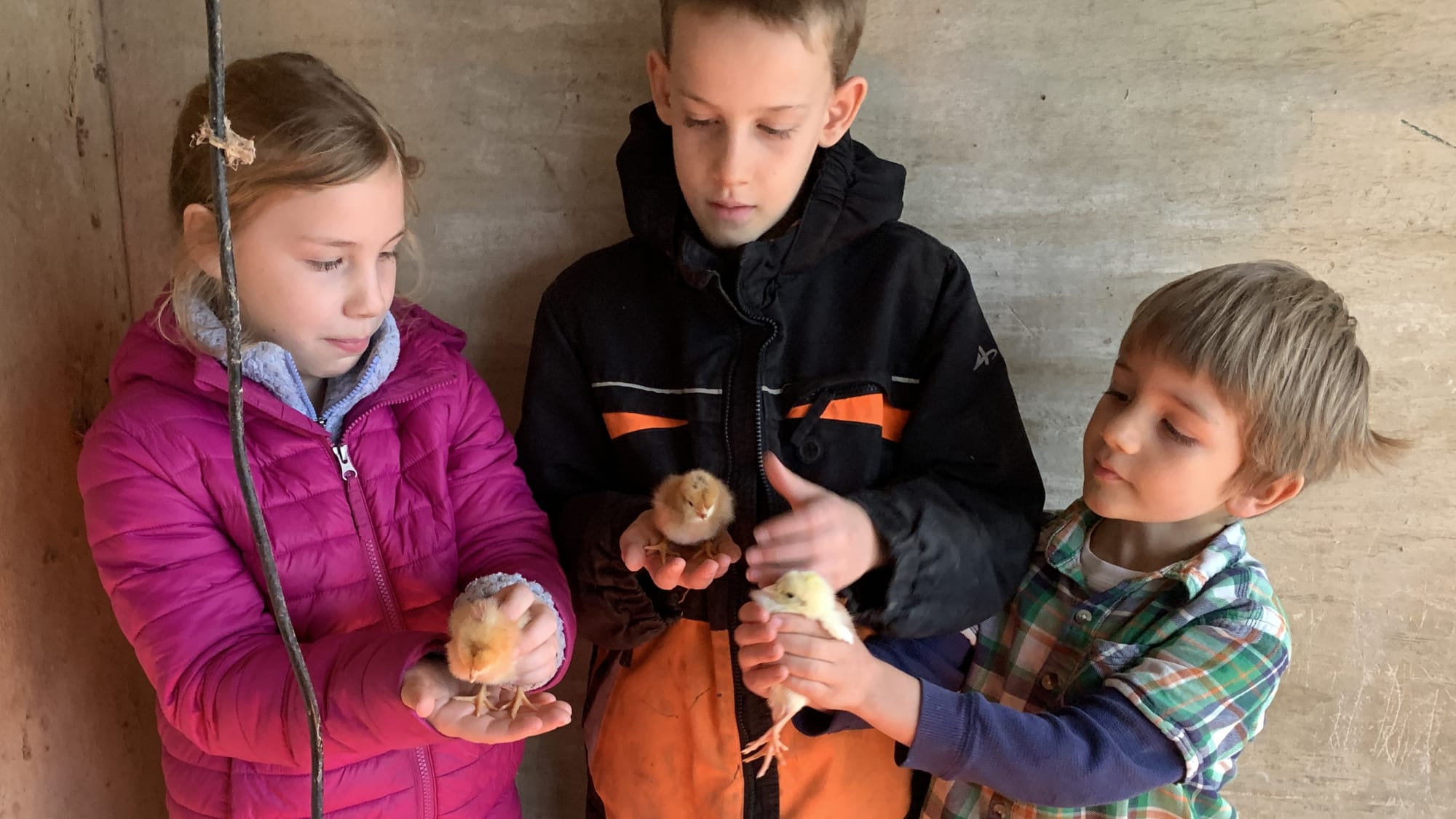 The DeMaster children, who live on Willow Haven Farm, hold the chicks they named.