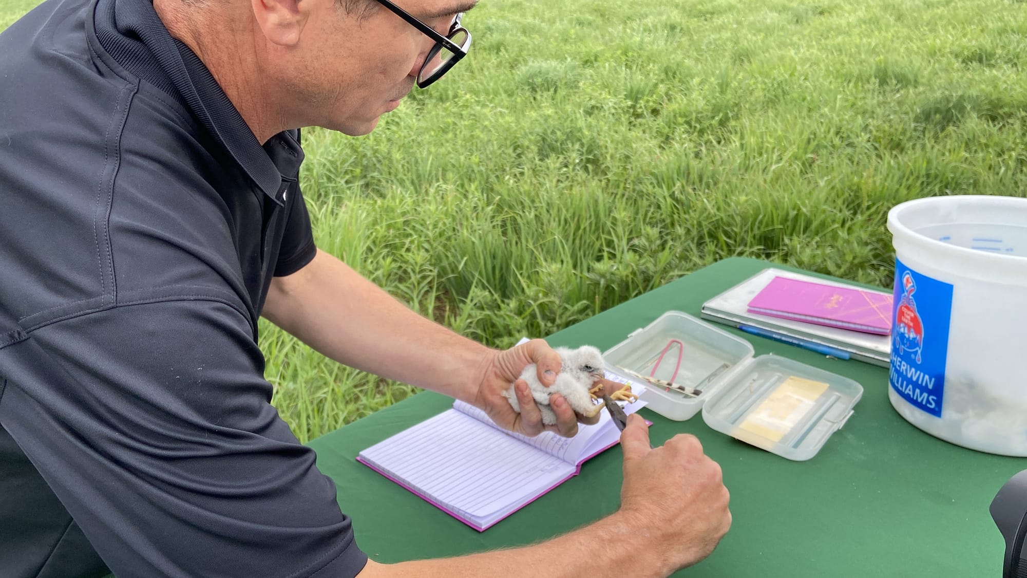 Five American kestrels, four male and one female, were banded Thursday afternoon at Grand Central Landfill in Pen Argyl.
