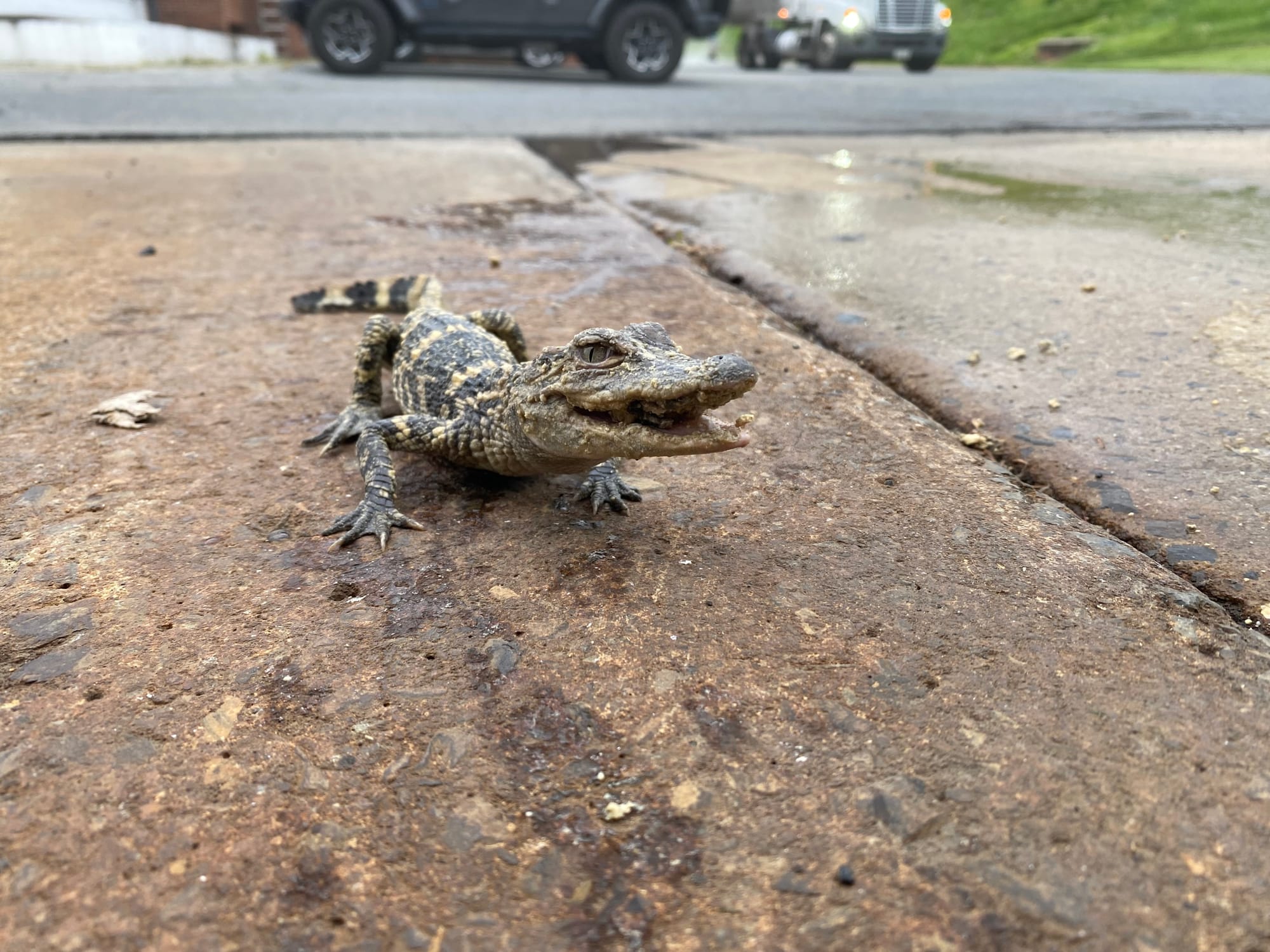 The baby alligator after it was cleaned up by workers Friday, April 28, 2023, at the wastewater treatment plant operated by t