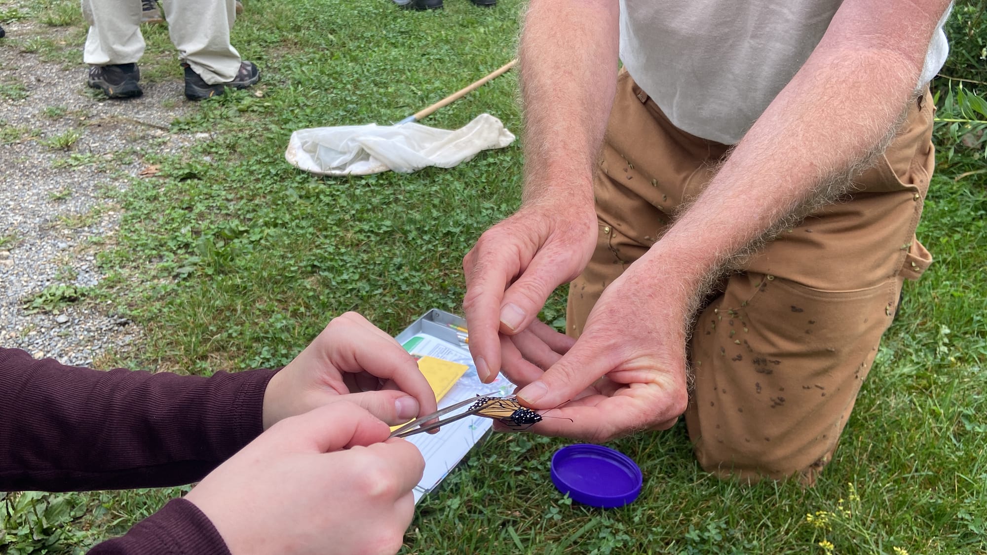 Officials at Jacobsburg Environmental Education Center on Wednesday held their annual "Monarch Madness" event for adults. Vol
