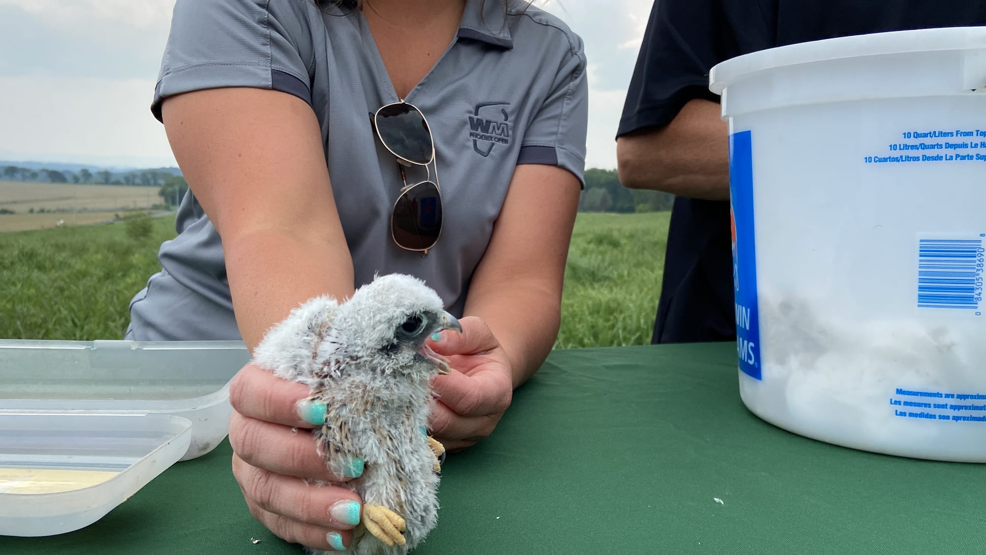 Five American kestrels, four male and one female, were banded Thursday afternoon at Grand Central Landfill in Pen Argyl.