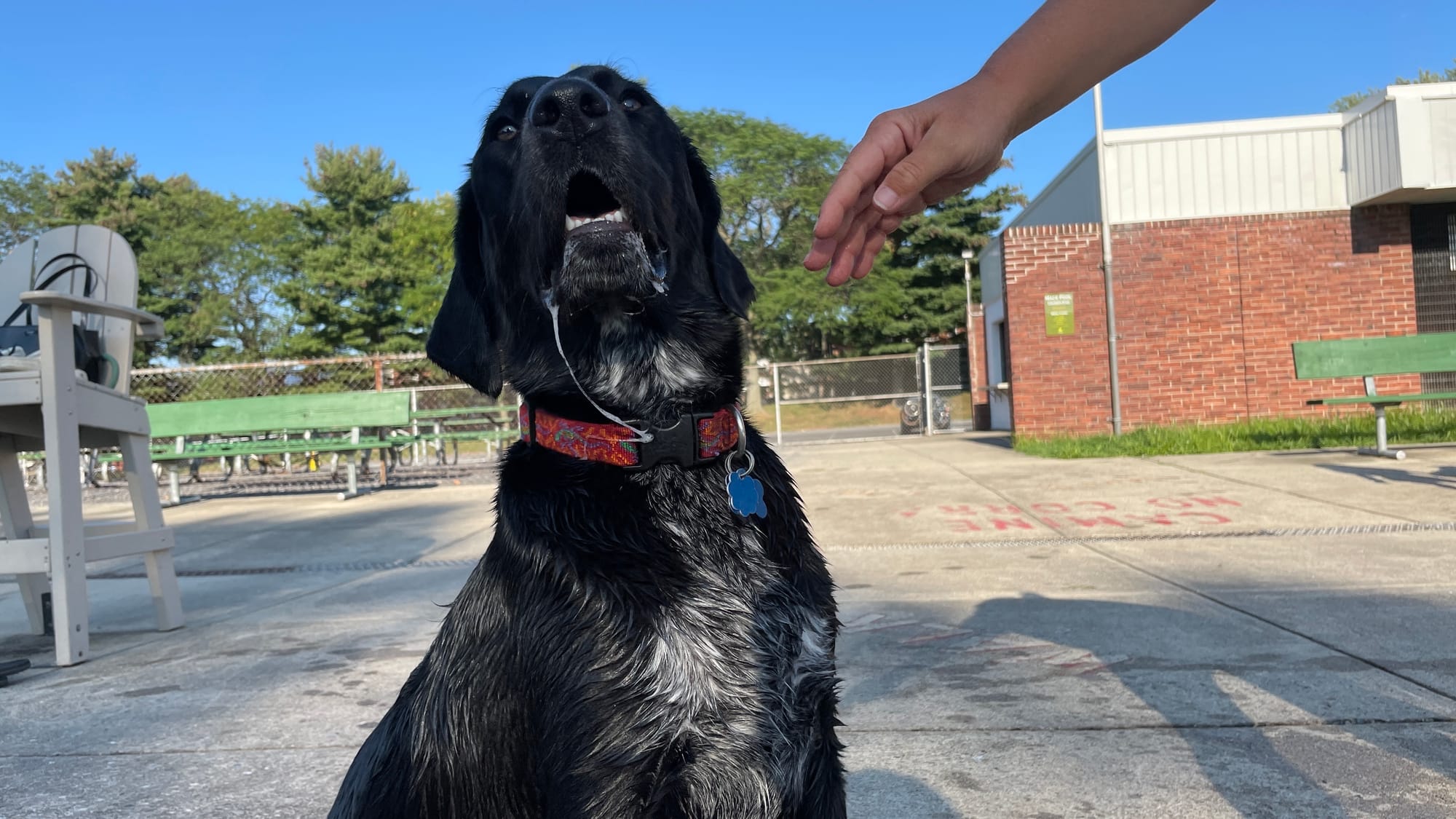 Milo, 1, a Labrador-Springer Spaniel mix, looks to avoid the water by taking a quick photo op at the 18th Annual Doggie Dip D