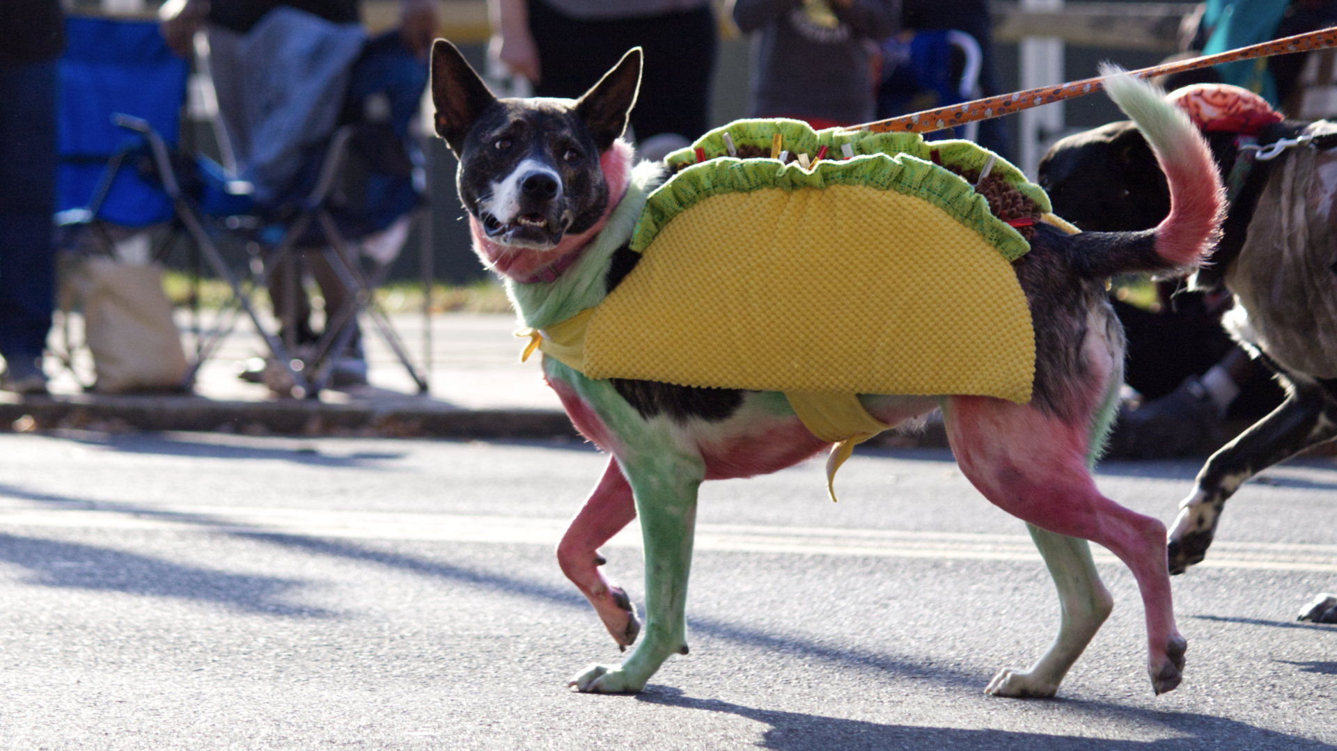 Hundreds of people and pets marched in the Bethlehem Halloween Parade on Sunday. Despite being rained out for its initial dat