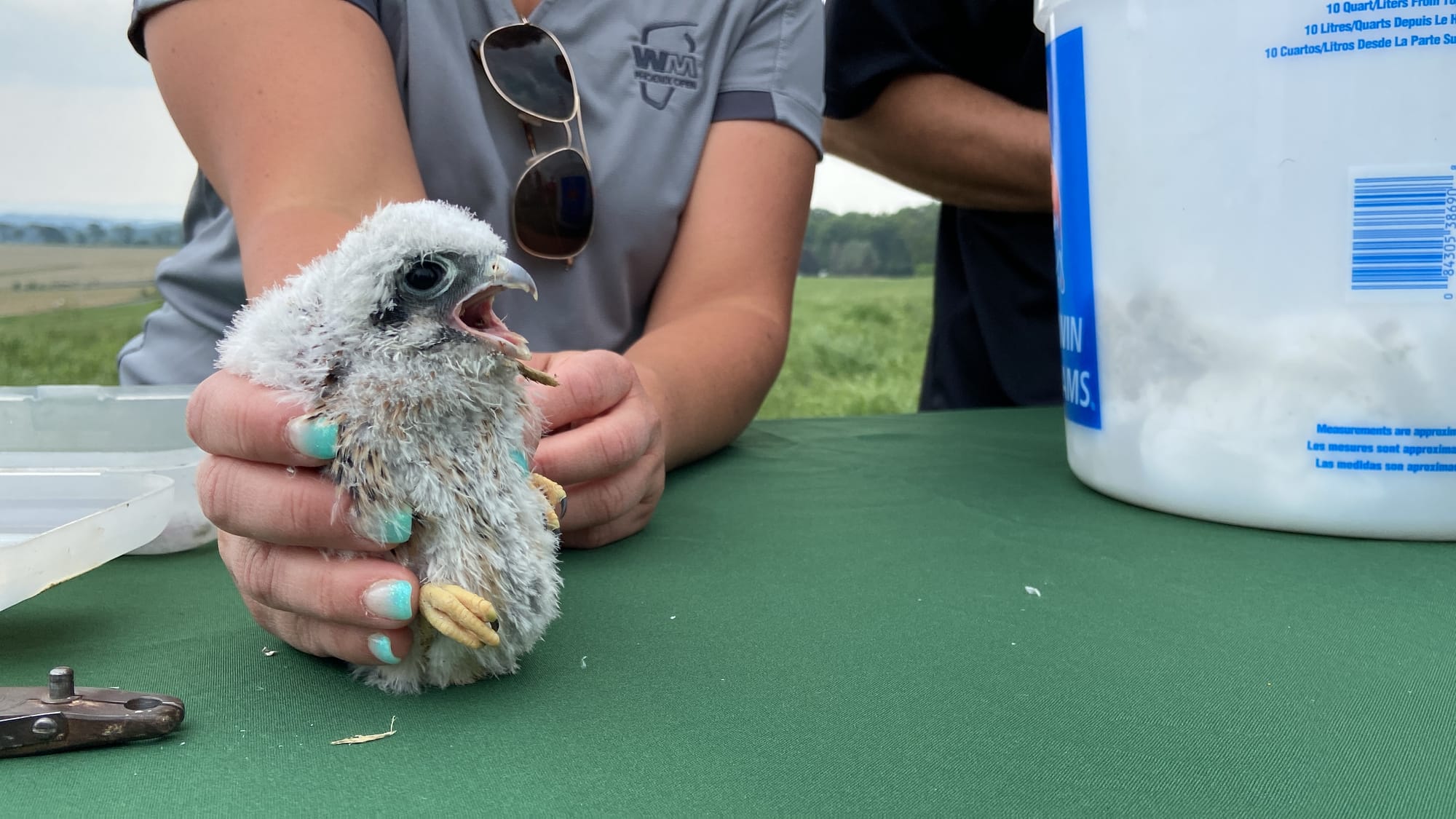 Five American kestrels, four male and one female, were banded Thursday afternoon at Grand Central Landfill in Pen Argyl.