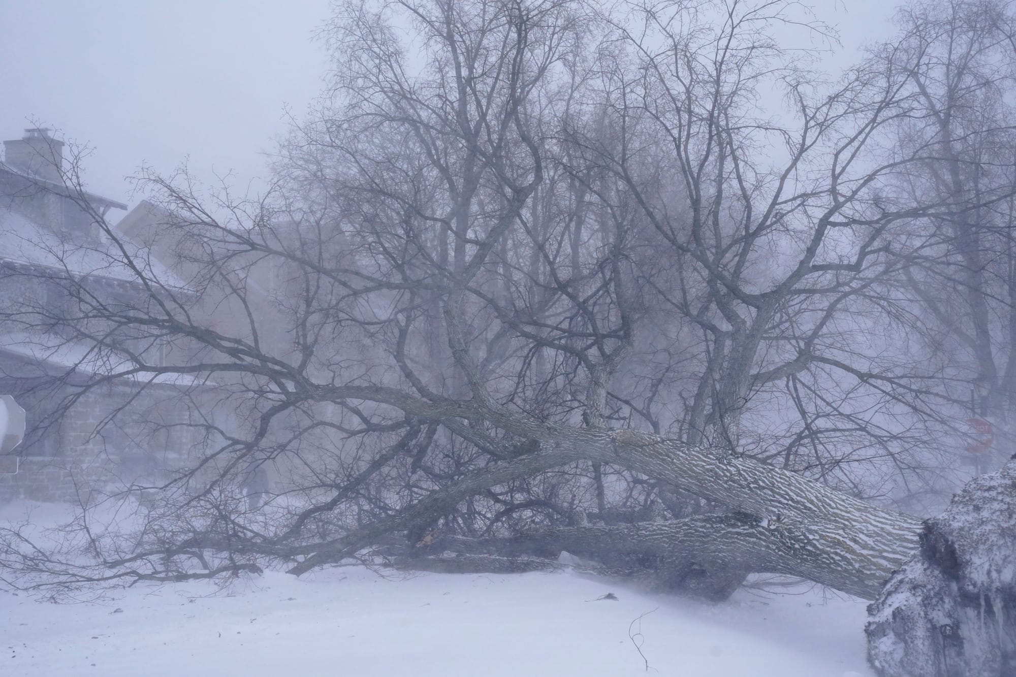 A giant tree lays across the intersection of West Delavan Avenue and Bidwell Parkway in Buffalo, N.Y. on Saturday, Dec. 24, 2