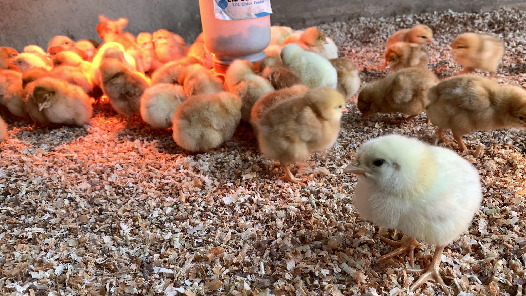 Baby chicks at Willow Haven Farm.