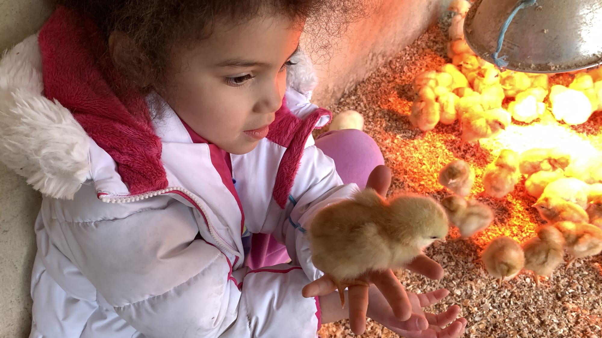 Hailee Shoemaker holds a baby chick at Willow Haven Farm.
