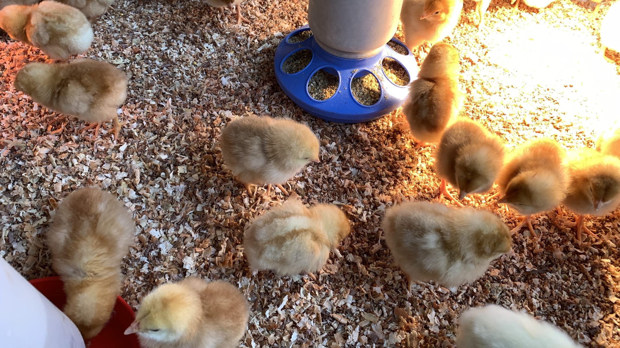 Baby chicks at Willow Haven Farm.