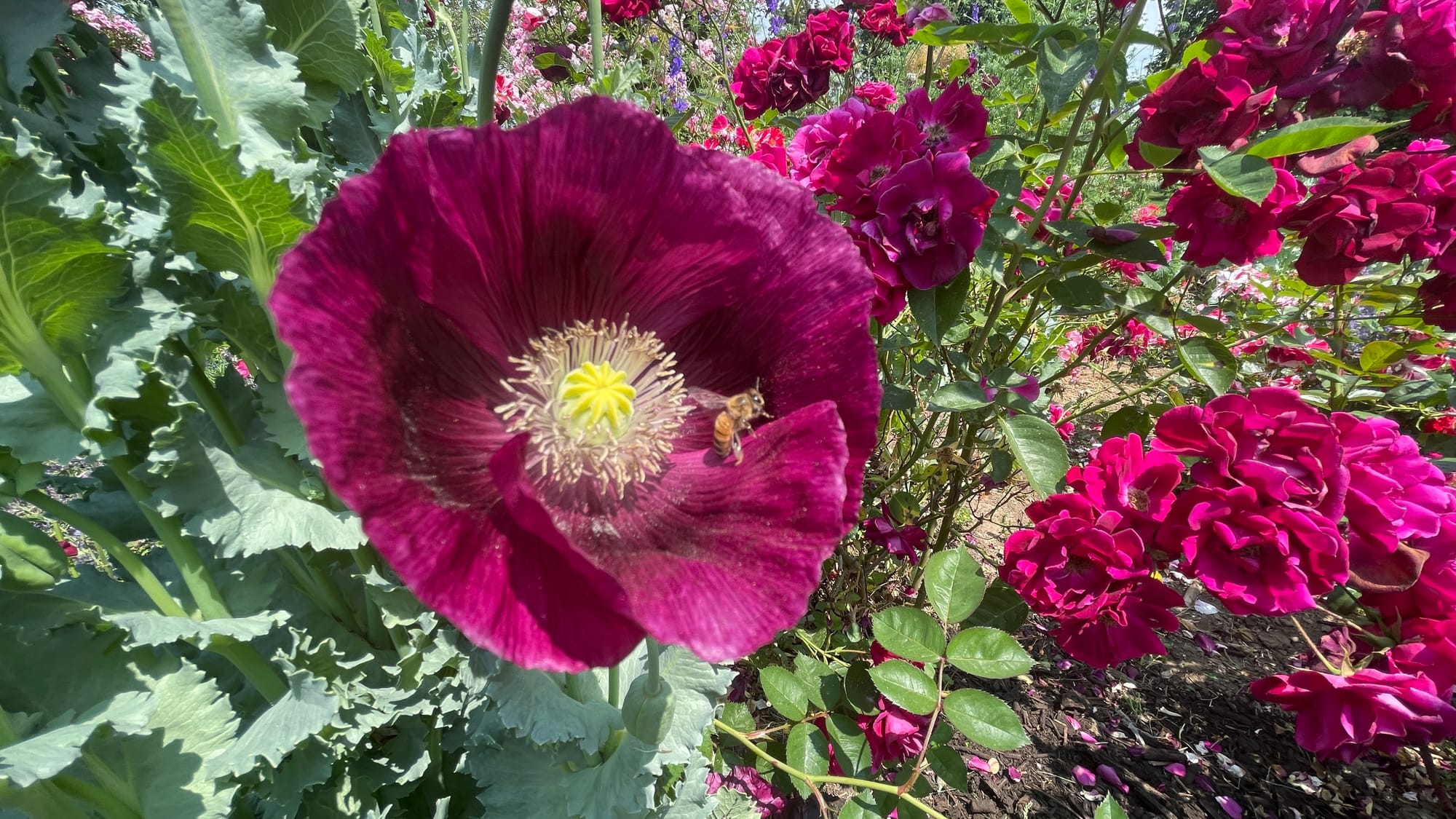 A bee lands on a Lauren's Grape opium poppy.