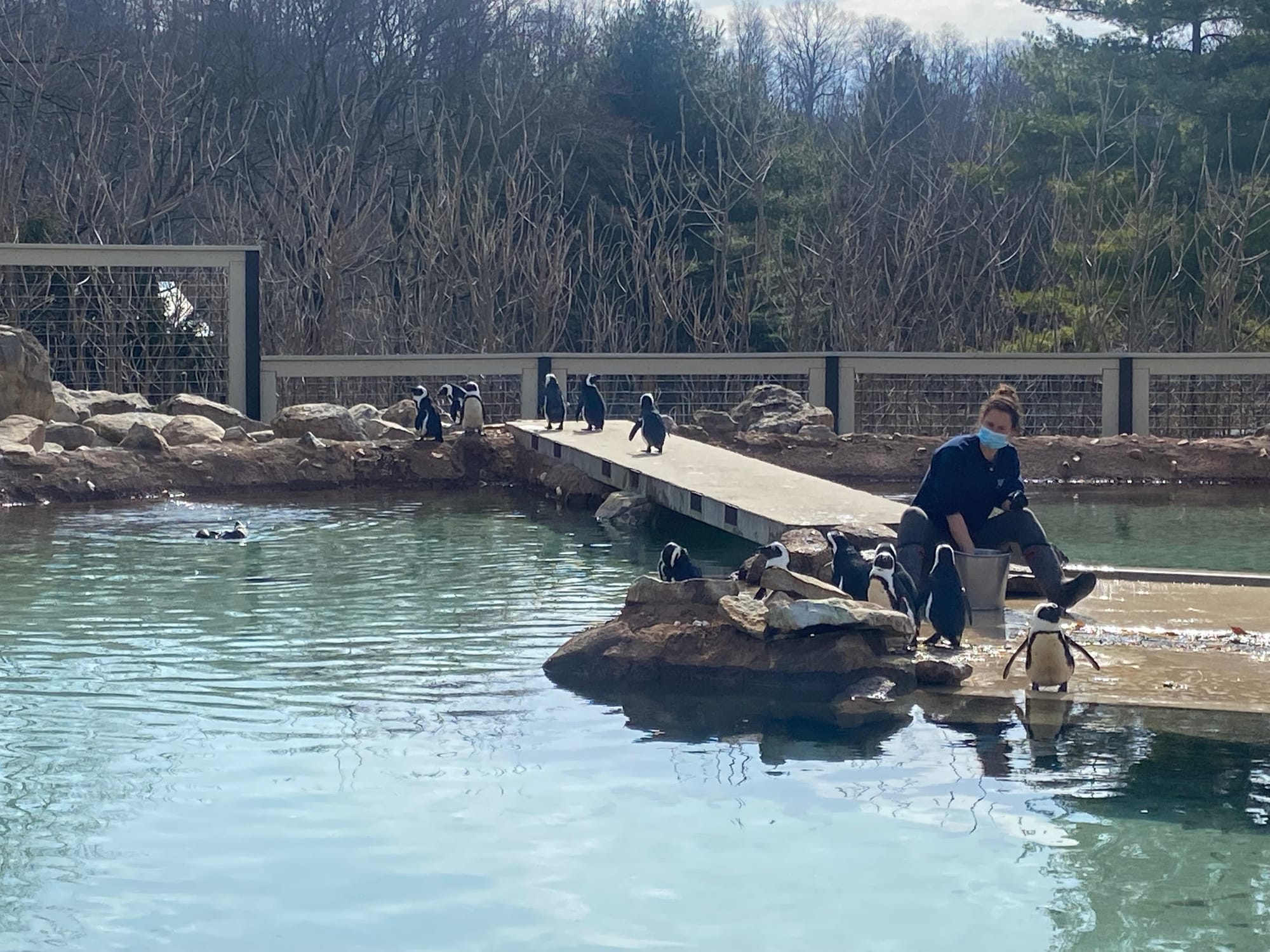 Three African penguins recently joined the Lehigh Valley Zoo's colony, bringing the total to 14. Cogsworth, LeFou and Lumiere