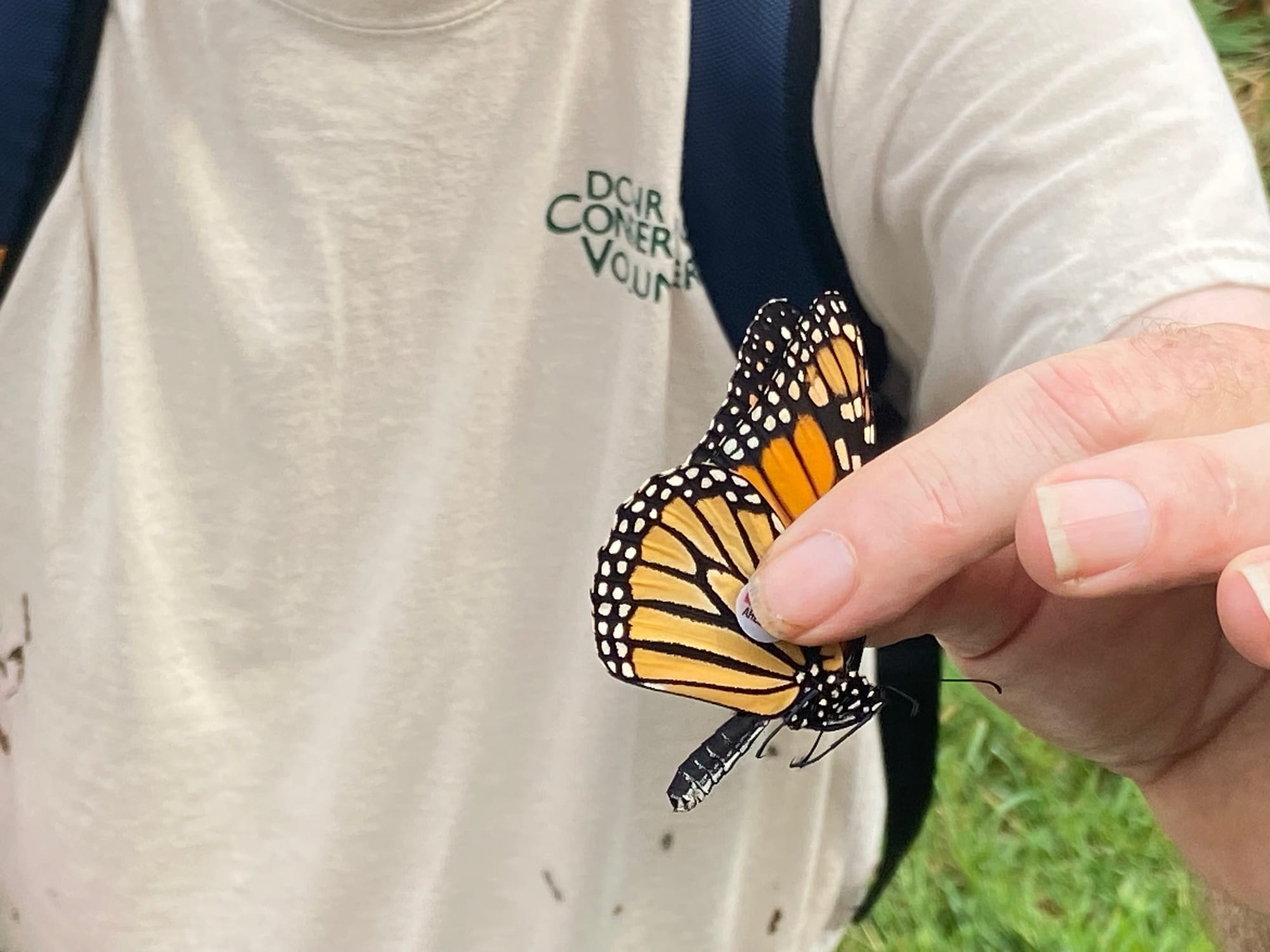 Officials at Jacobsburg Environmental Education Center on Wednesday held their annual "Monarch Madness" event for adults. Vol