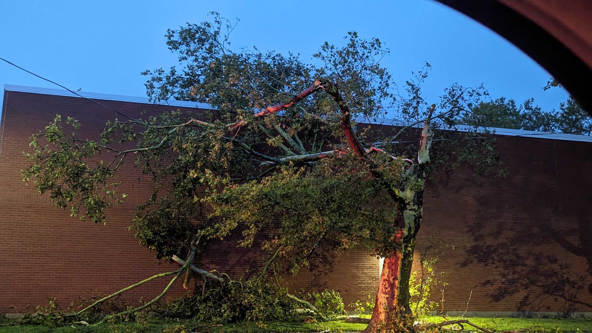 Twisted tree on Union Blvd in Allentown