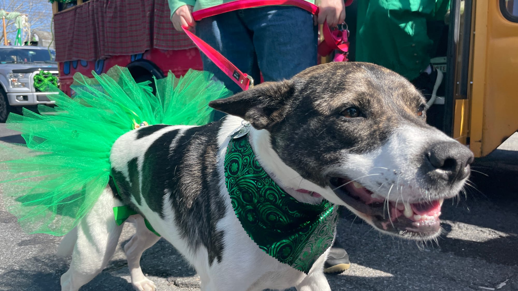 Daisy, a "mutt" with MIGHTYPAWZ of Bethlehem, sported a green tutu for the Parade of Shamrocks on March 16, 2024.