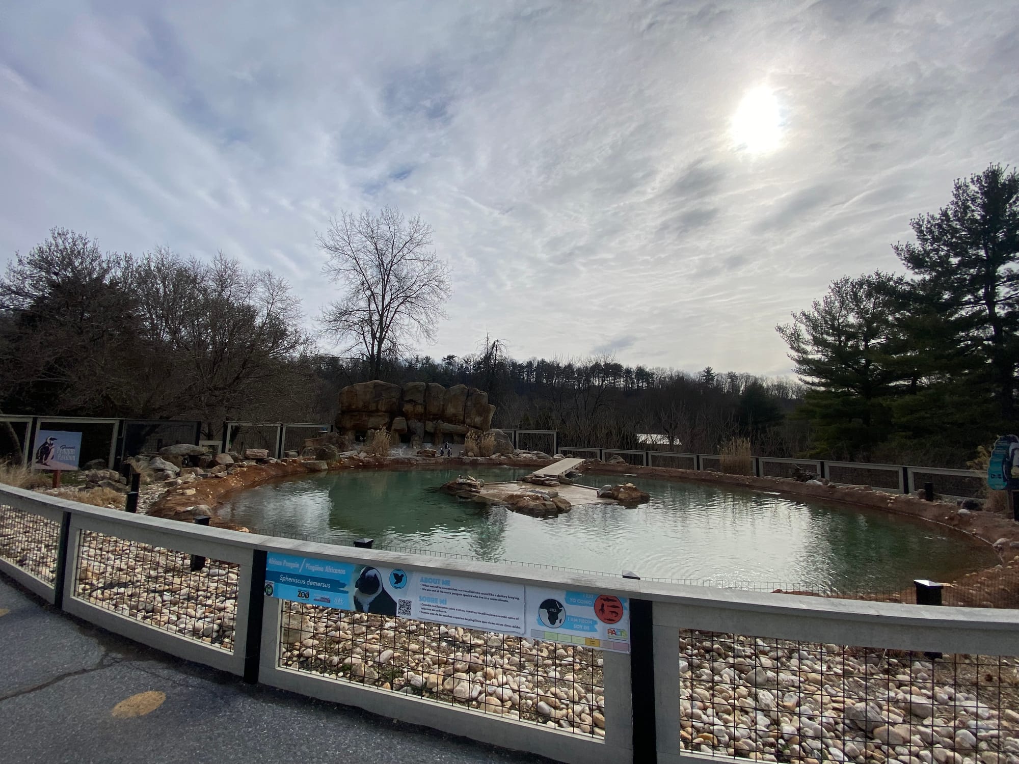 Three African penguins recently joined the Lehigh Valley Zoo's colony, bringing the total to 14. Cogsworth, LeFou and Lumiere