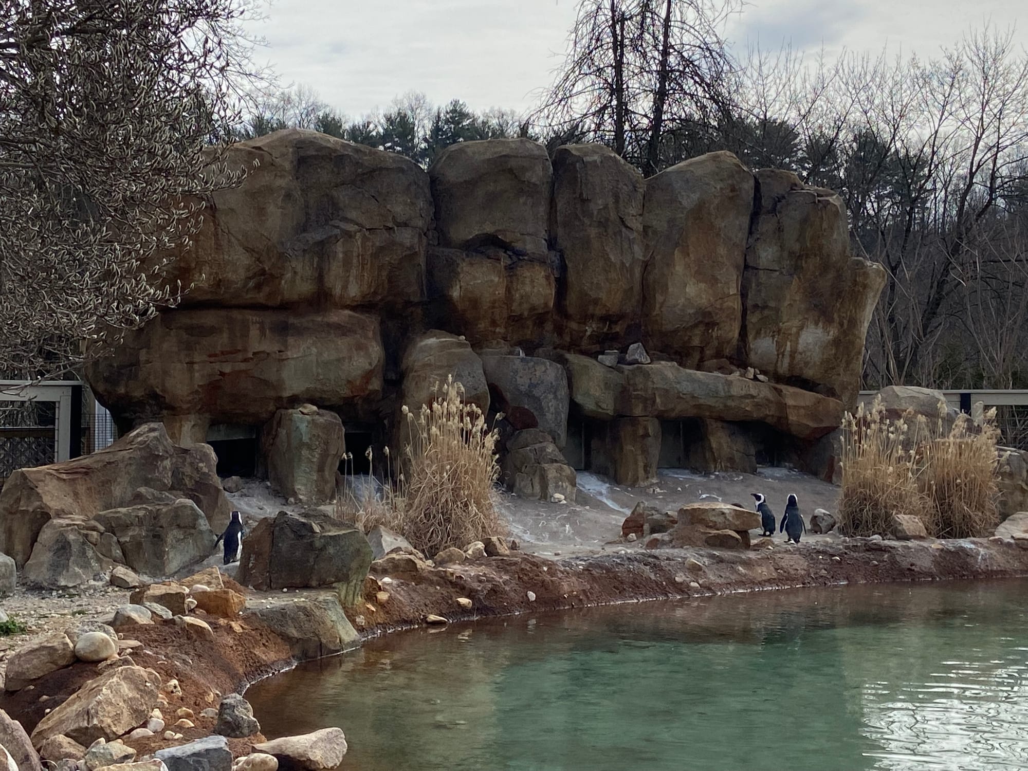 Three African penguins recently joined the Lehigh Valley Zoo's colony, bringing the total to 14. Cogsworth, LeFou and Lumiere