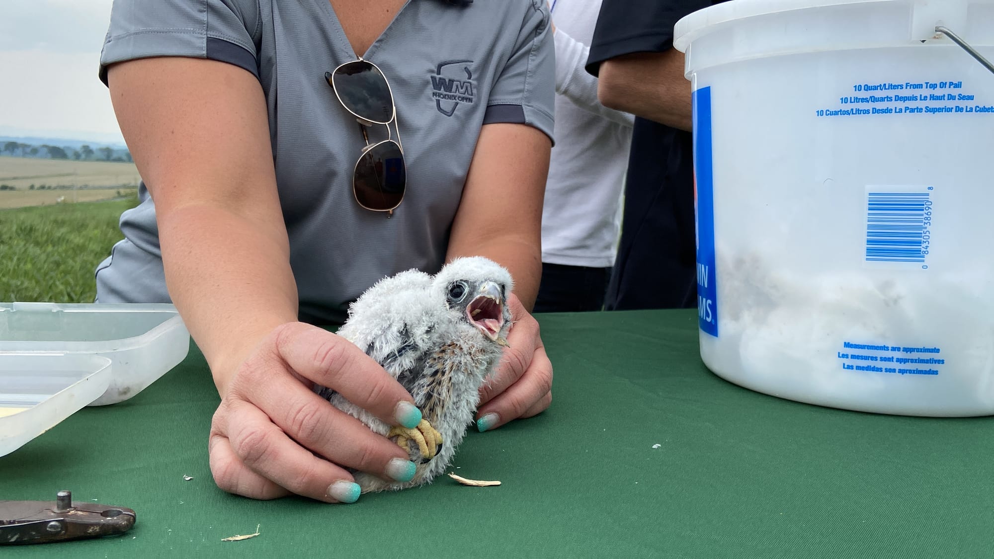 Five American kestrels, four male and one female, were banded Thursday afternoon at Grand Central Landfill in Pen Argyl.