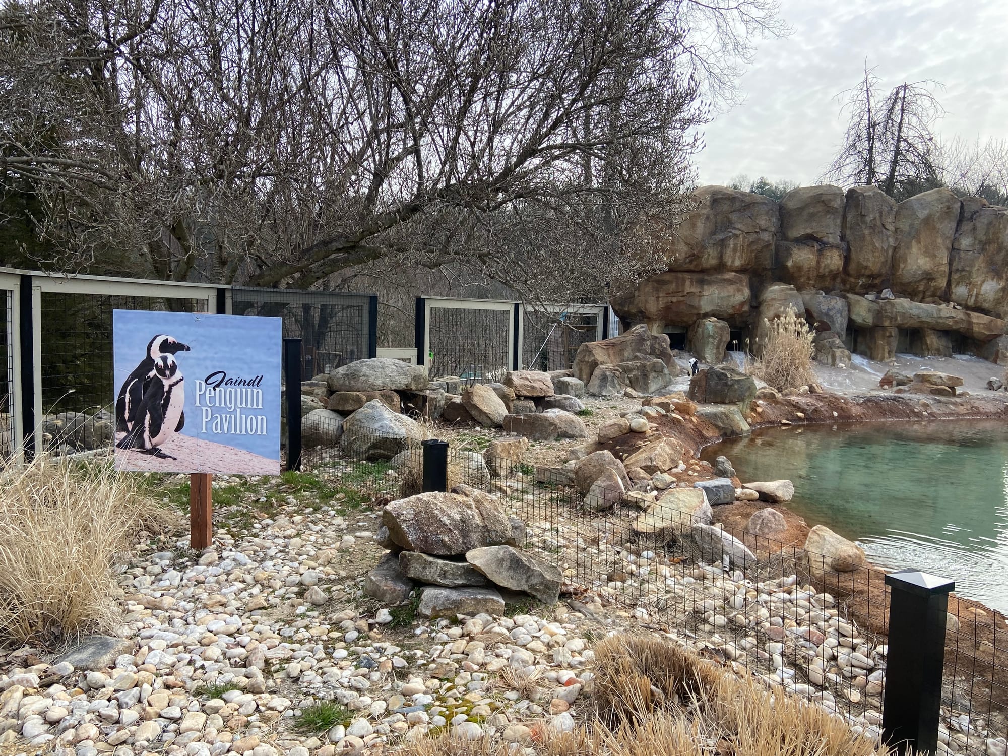 Three African penguins recently joined the Lehigh Valley Zoo's colony, bringing the total to 14. Cogsworth, LeFou and Lumiere