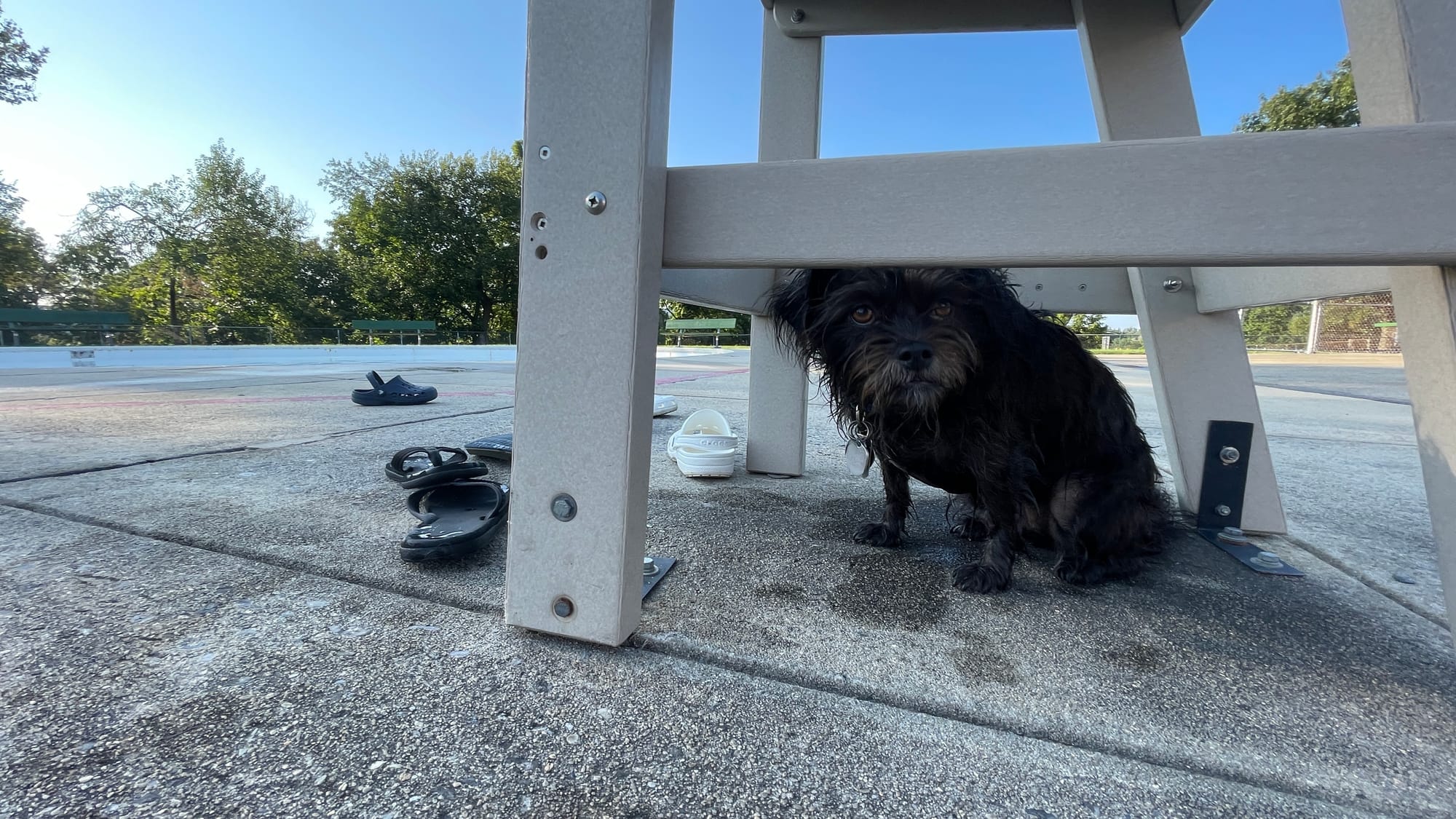 Kiwi, 5, a Terrier mix, takes a minute away from the pool madness to sit under a lifeguard chair at the 18th Annual Doggie Da