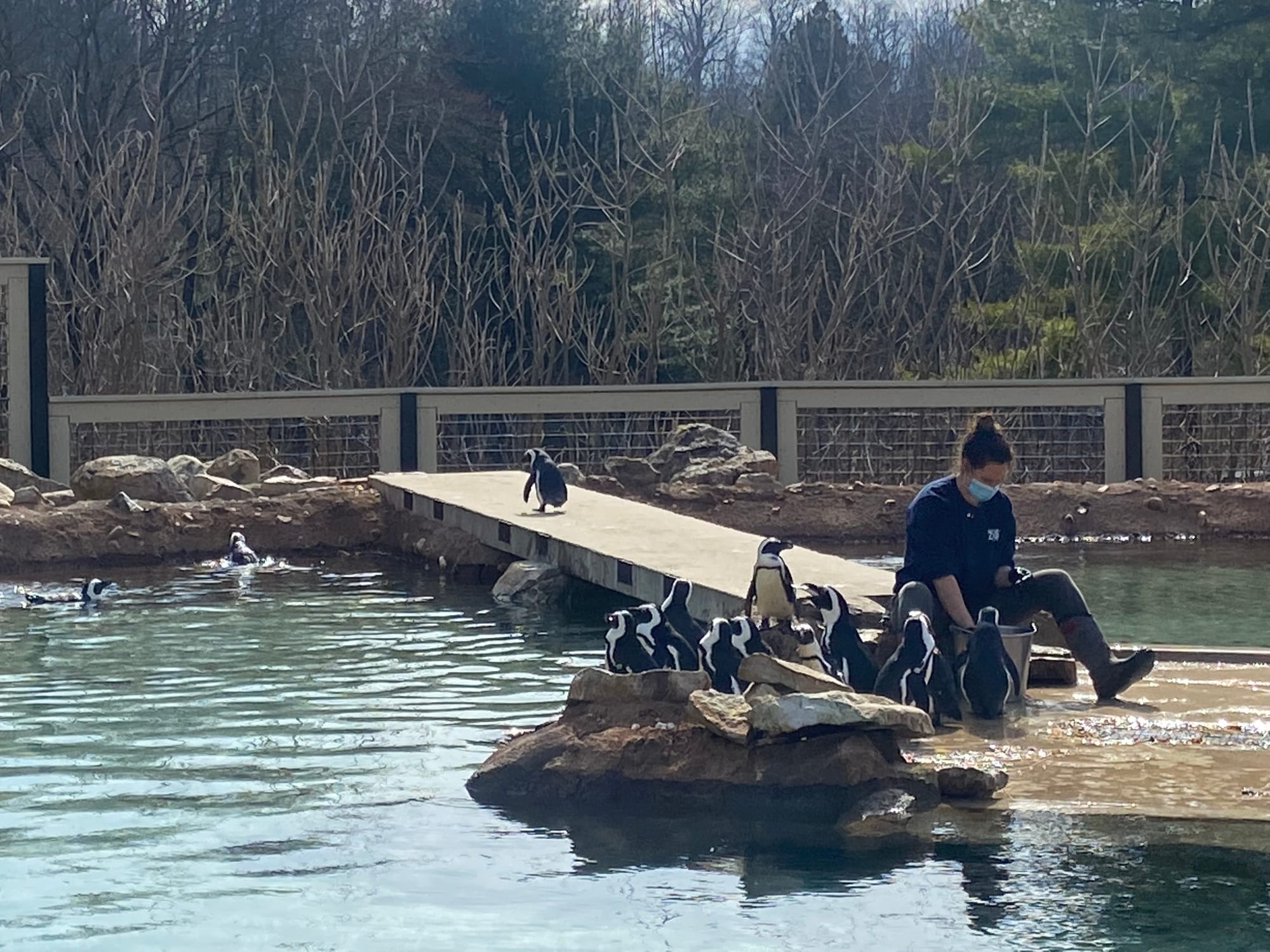 Three African penguins recently joined the Lehigh Valley Zoo's colony, bringing the total to 14. Cogsworth, LeFou and Lumiere