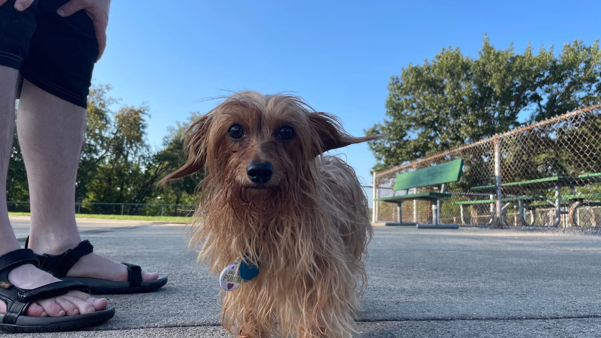 Nina, 8, a Dachshund-Yorkie mix, has a case of the "puppy-dog eyes" at the 18th Annual Doggie Dip Days in Allentown. Photo ta