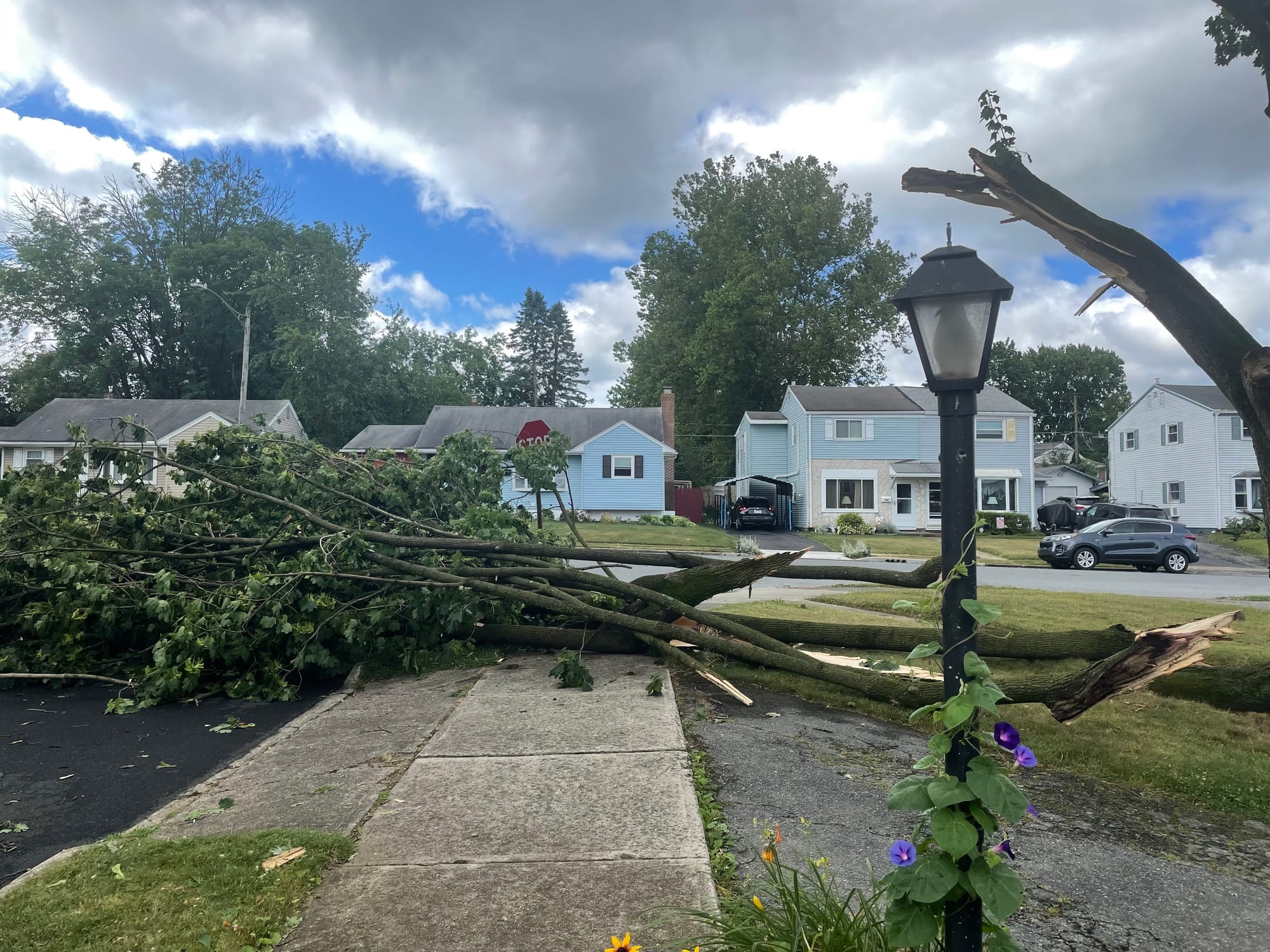 Parts of a tree lay on Westwood Rd off of Eaton Ave in Bethlehem.