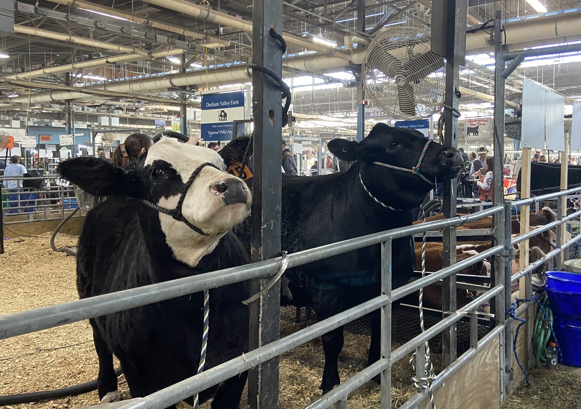 The 109th PA Farm Show opened Friday. Billed as the largest indoor agricultural event in the world, it includes 24 acres of a