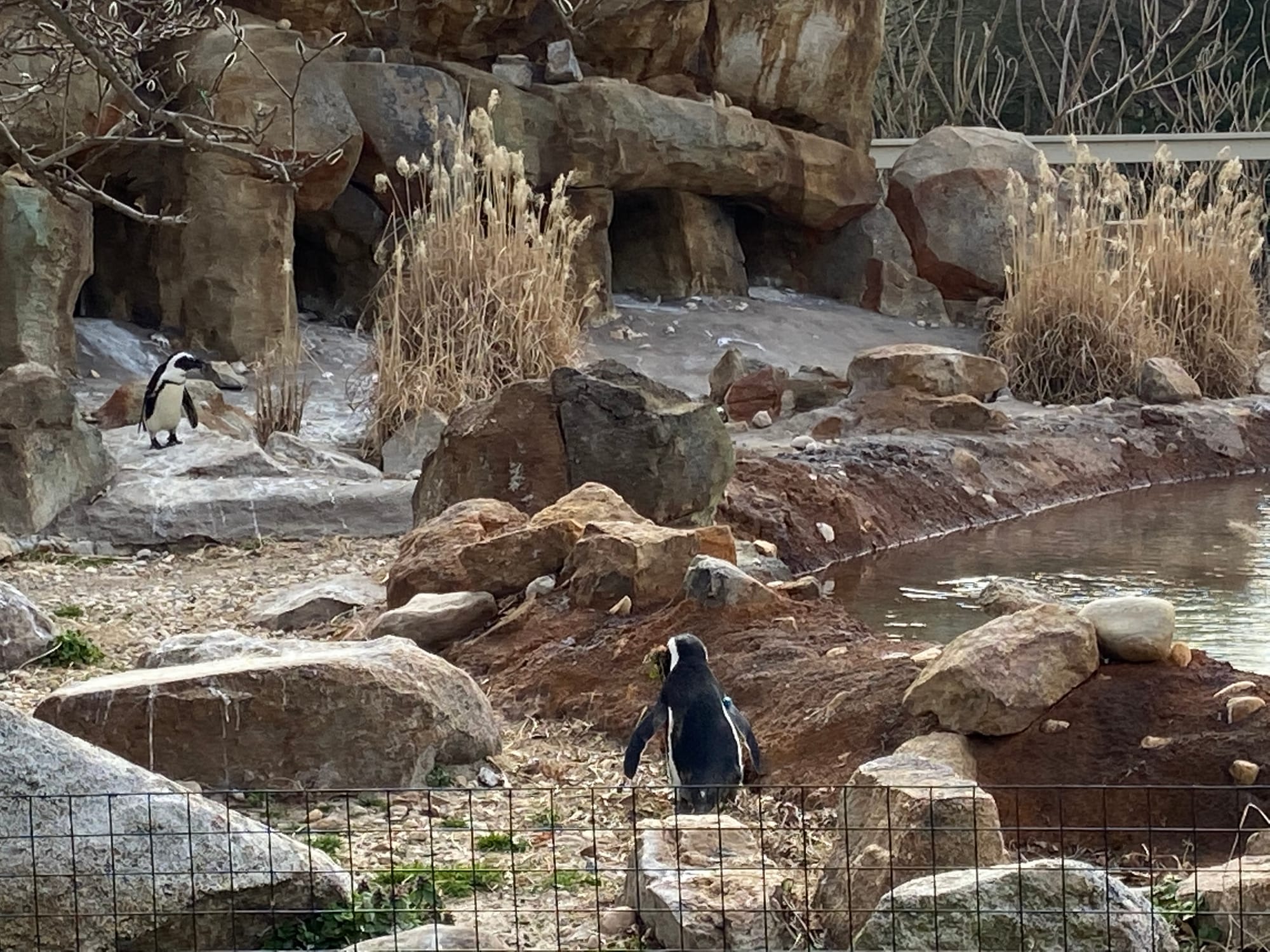 Three African penguins recently joined the Lehigh Valley Zoo's colony, bringing the total to 14. Cogsworth, LeFou and Lumiere