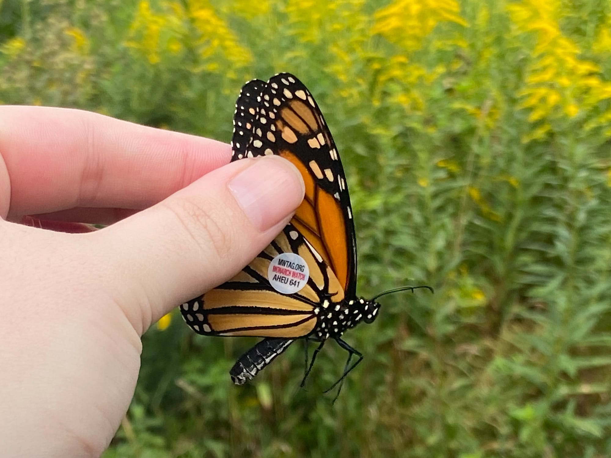Officials at Jacobsburg Environmental Education Center on Wednesday held their annual "Monarch Madness" event for adults. Vol