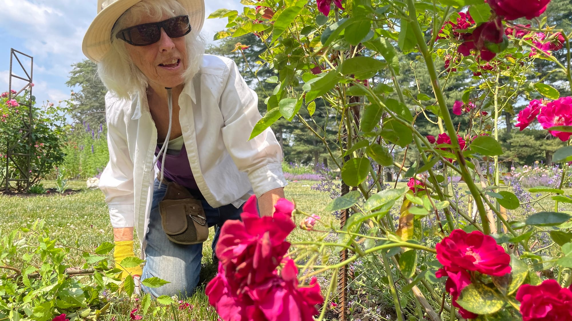 Pamela Ruch, a horticulturist with the Bethlehem Rose Garden, tends to some roses in June 2023.