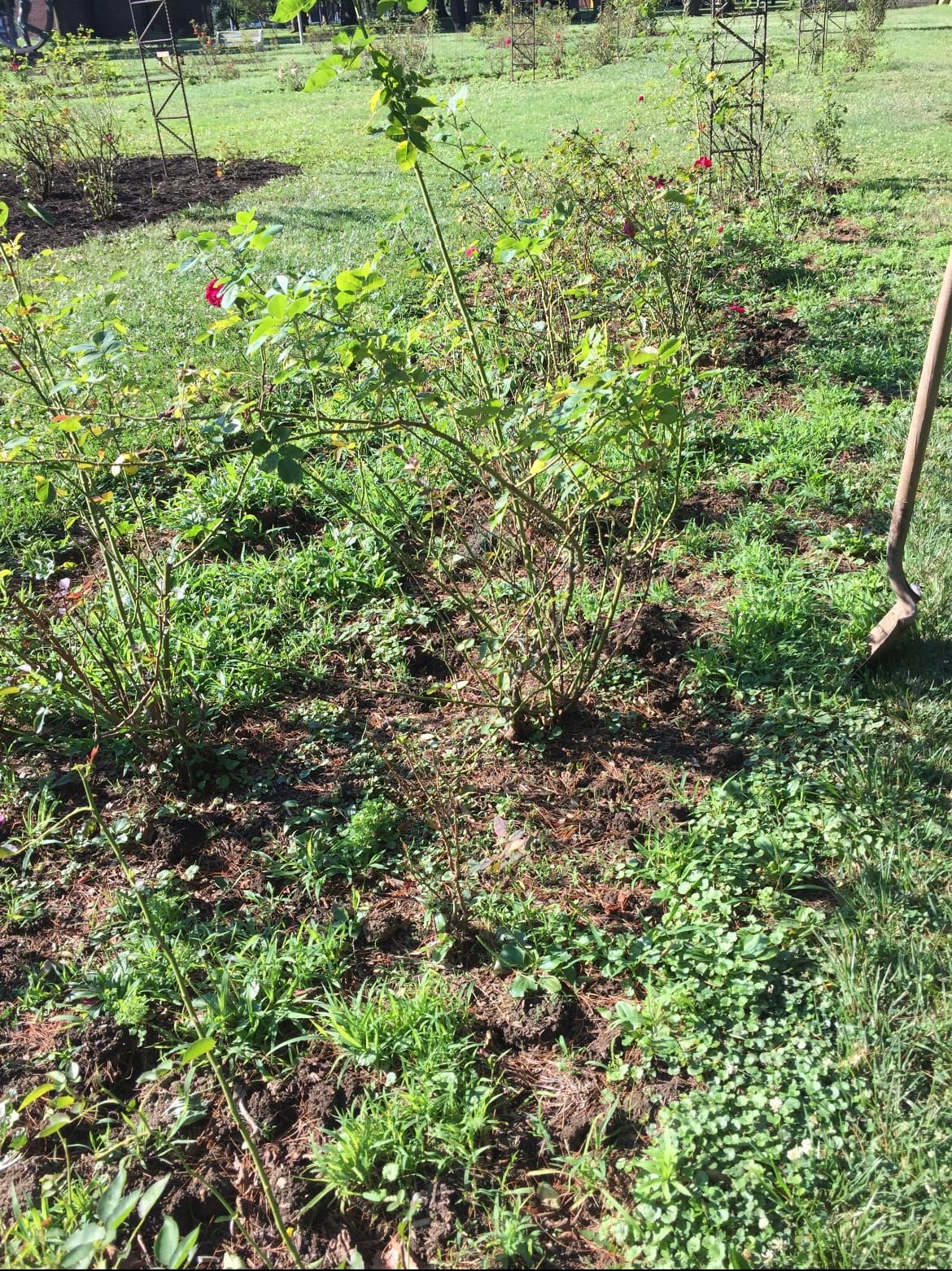 A view of the garden before volunteers took over its revamp, pre-2020.