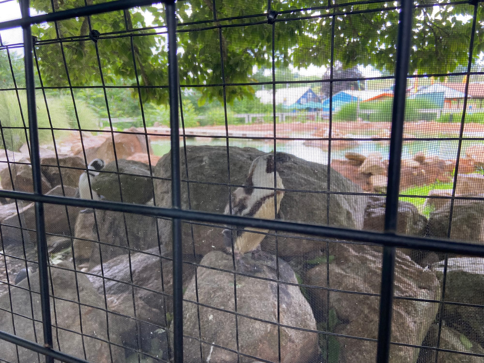 The Lehigh Valley Zoo on Tuesday held its annual "Independence Day Celebration." The event included patriotic enrichment for 