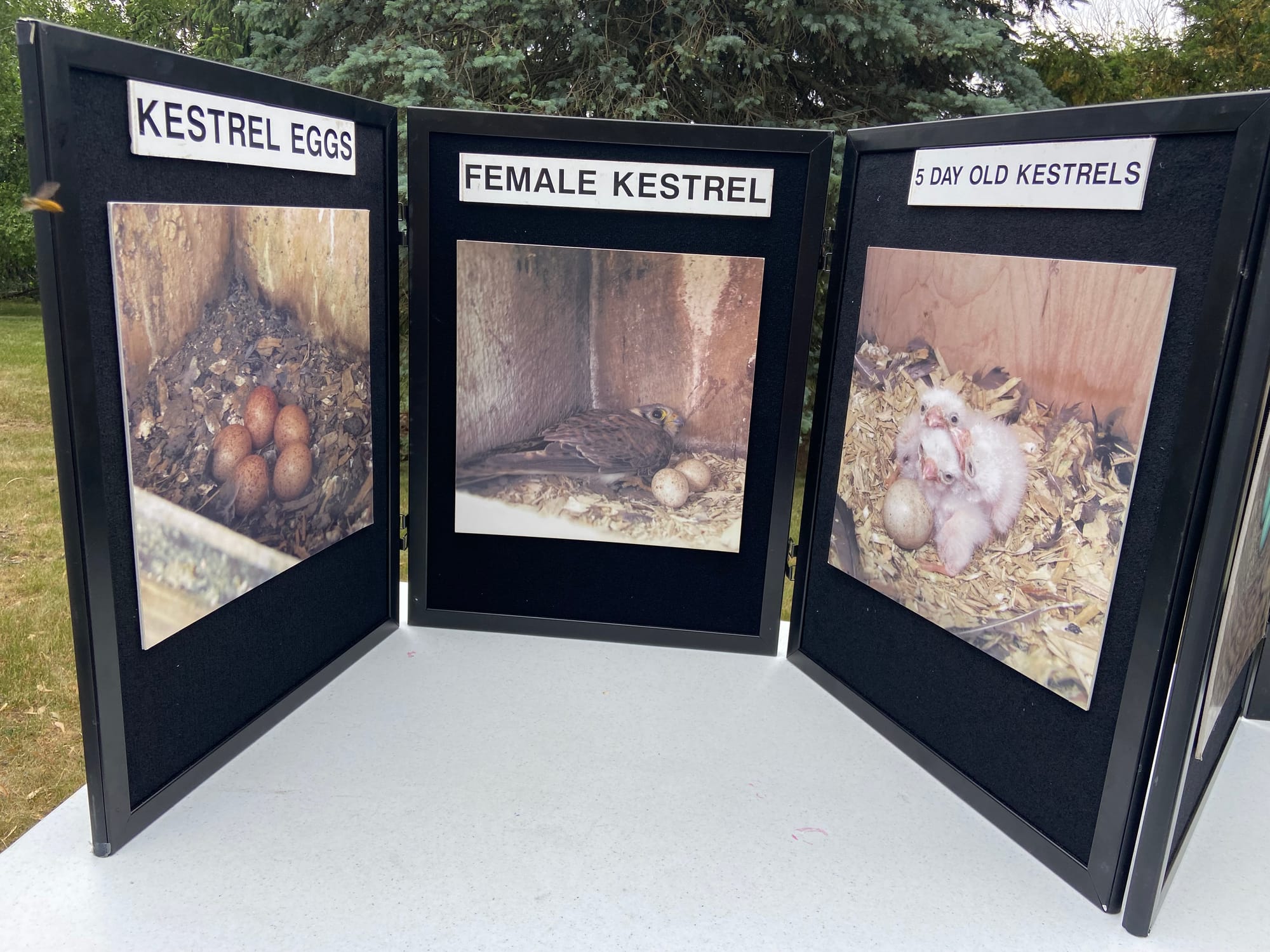 Five American kestrels, four male and one female, were banded Thursday afternoon at Grand Central Landfill in Pen Argyl.