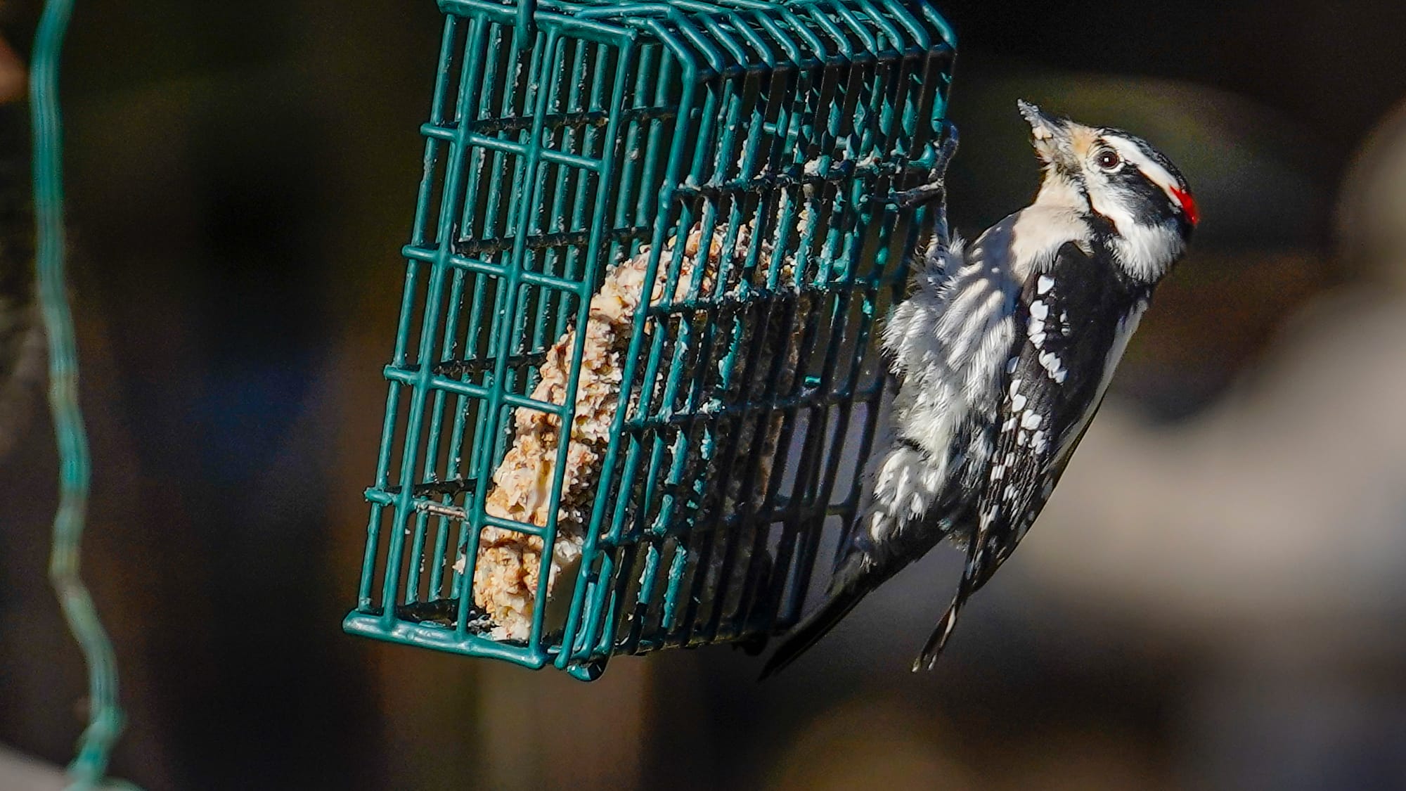 A male Hairy Woodpecker visits Fred Buse's yard . Fred Buse, 87, of South Whitehall Township, has been tracking climate chang