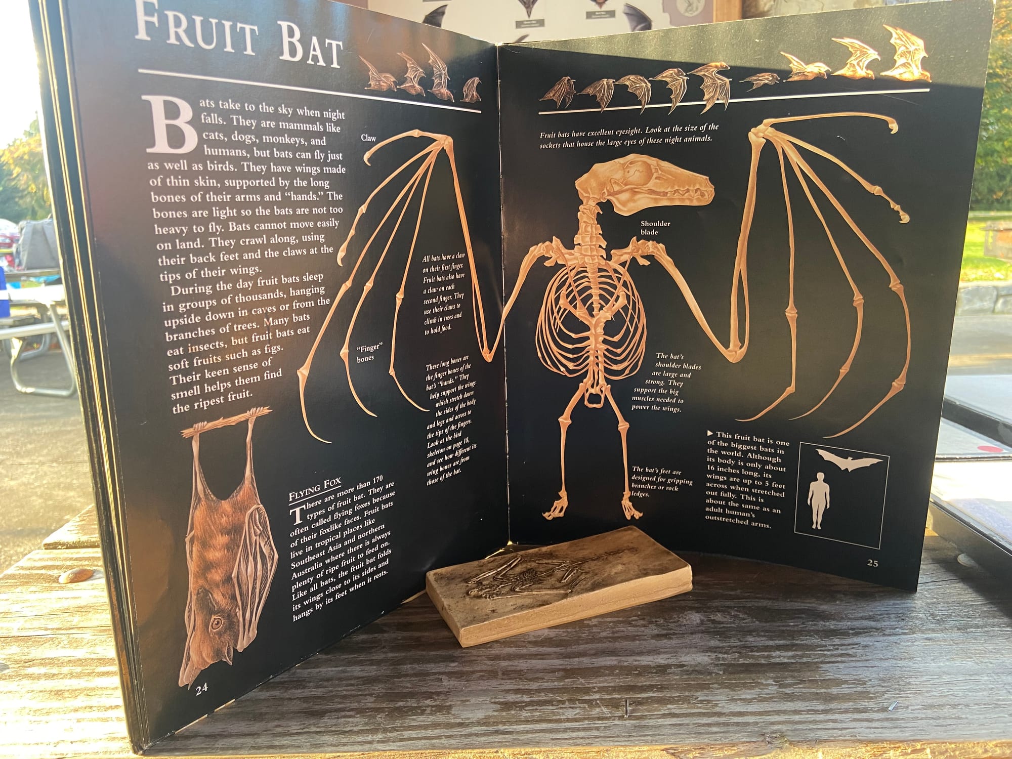 Sue Gallagher, chief naturalist for the Carbon County Environmental Education Center, hosted an education bat event Friday at