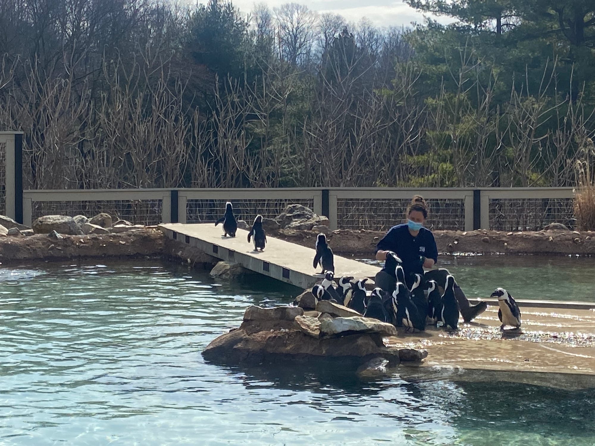 Three African penguins recently joined the Lehigh Valley Zoo's colony, bringing the total to 14. Cogsworth, LeFou and Lumiere