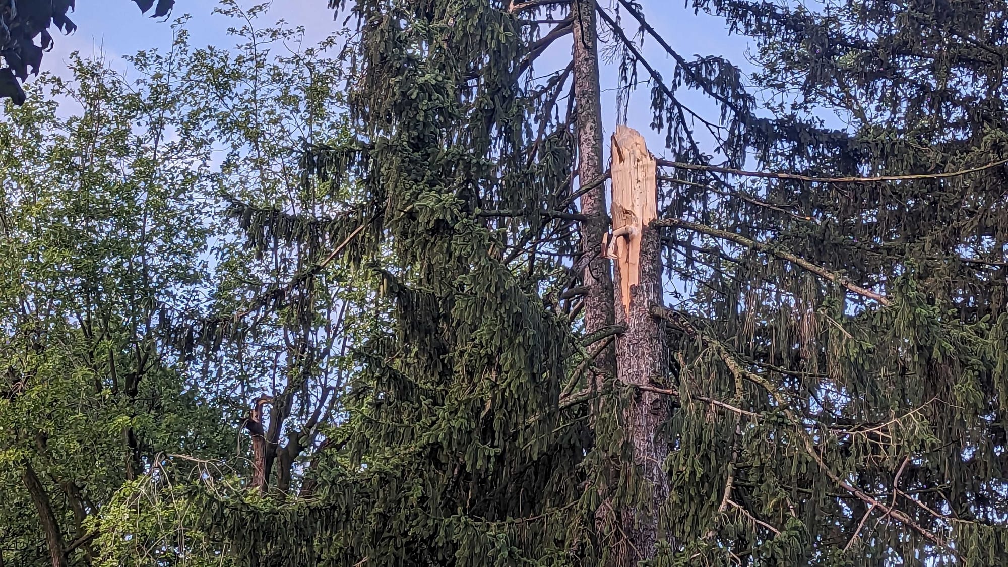 Massive tree was shredded at E. Woodlawn and Wahneta streets.