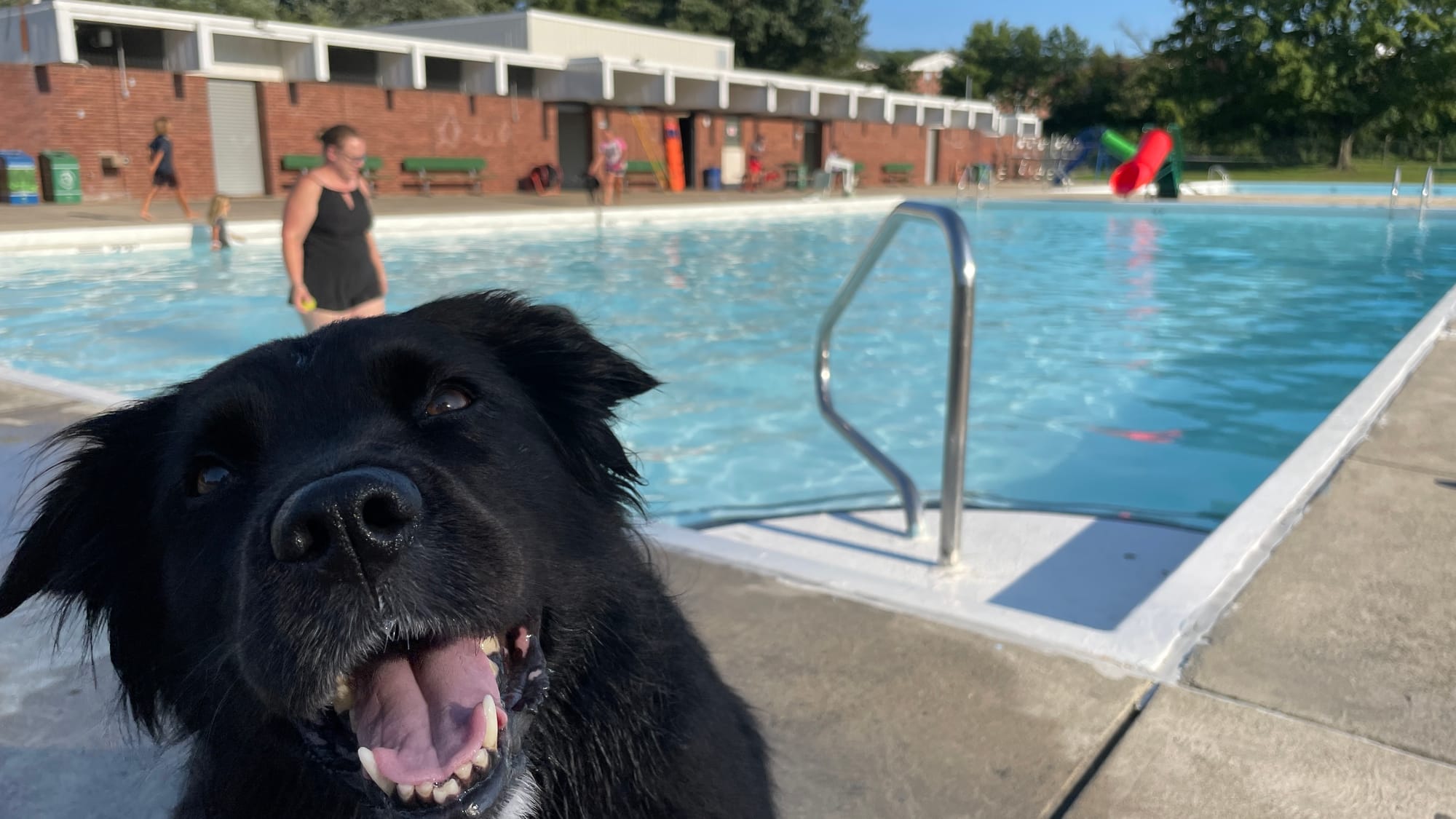 Tansy, 7, a Labrador-Pit Bull-Chow Chow mix, soaks up some late-afternoon sun at Mack Pool at the 18th Annual Doggie Dip Days